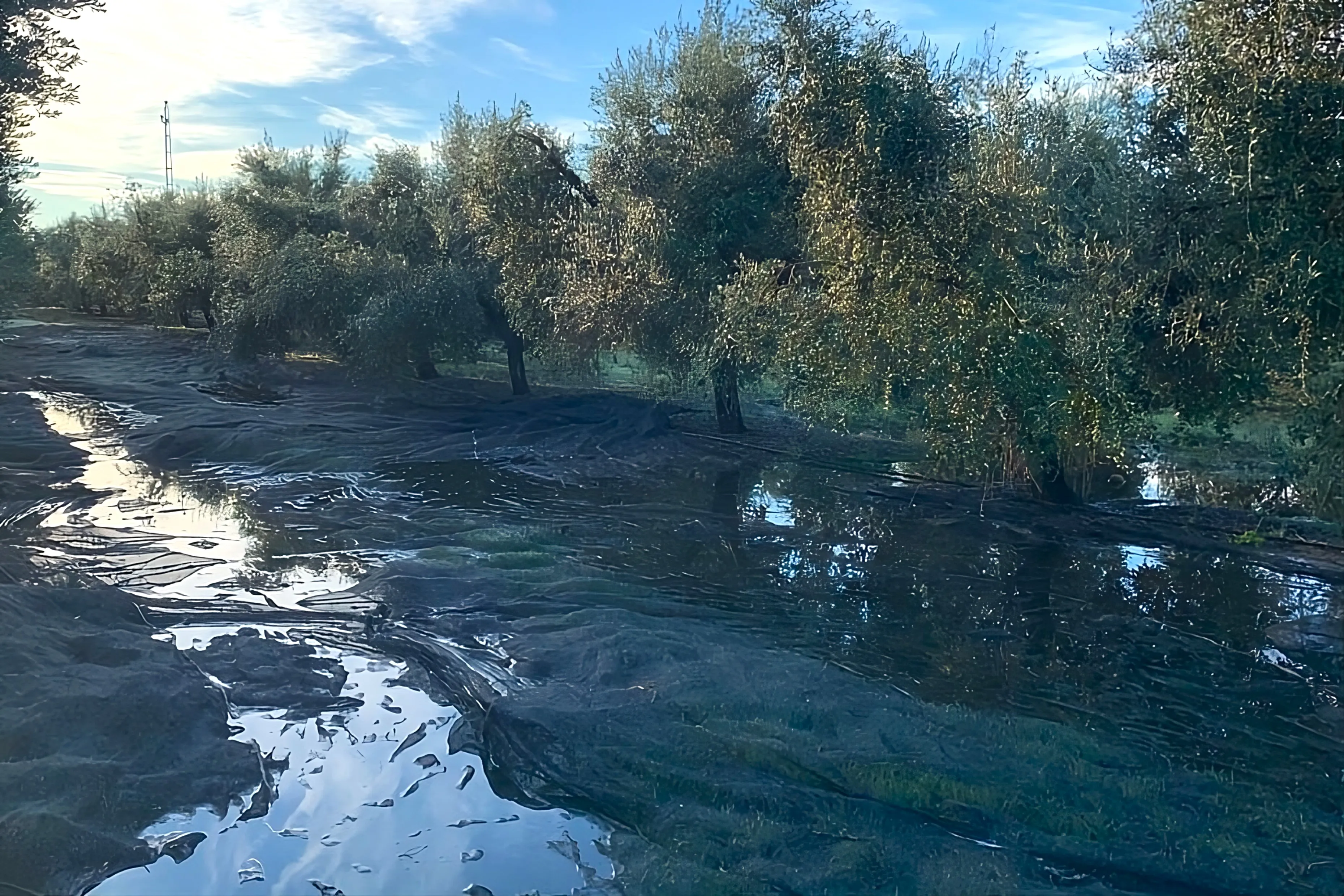 Olivar lleno de agua por las últimas lluvias