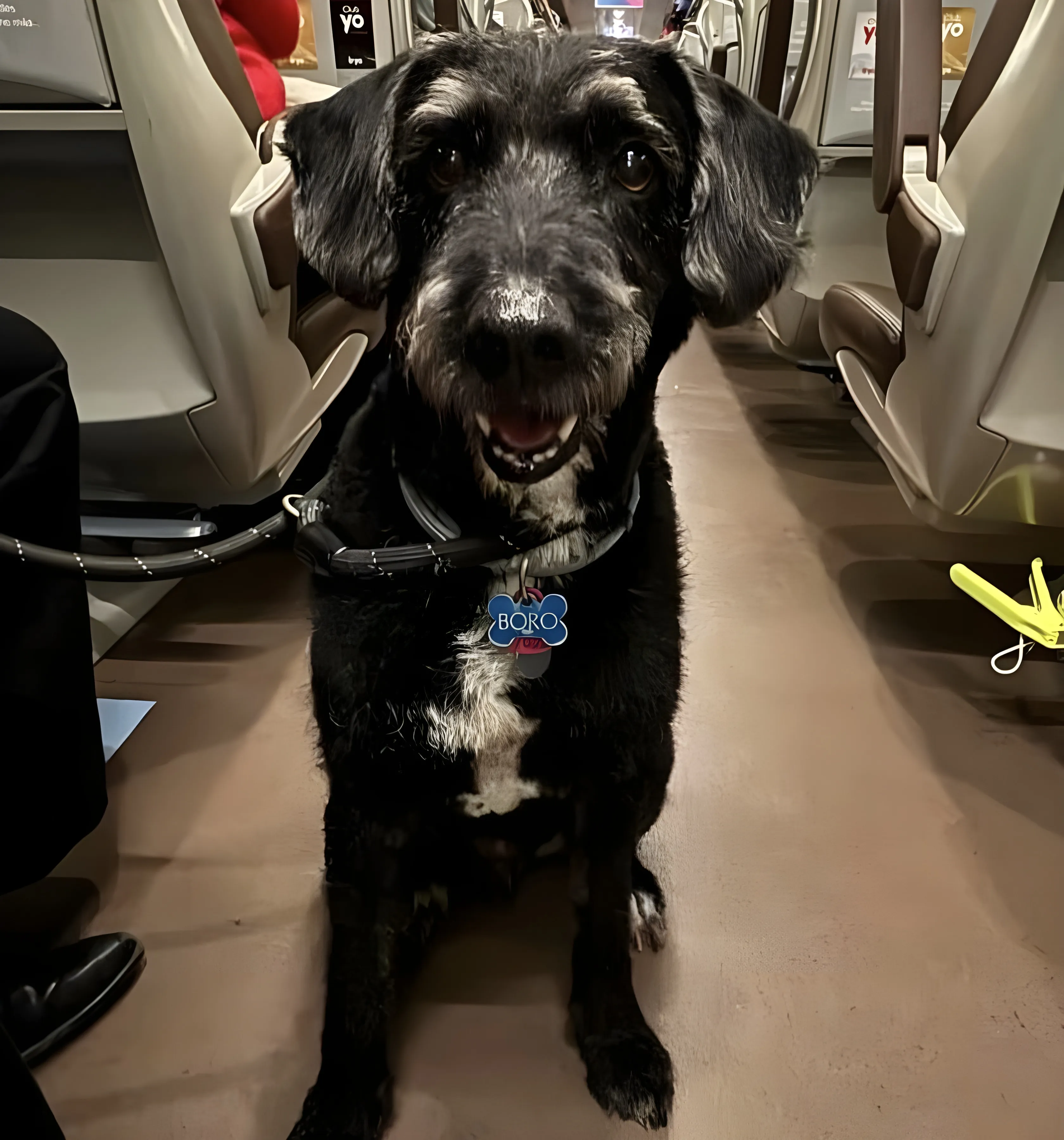 Imagen del perro Boro. Foto: PACMA