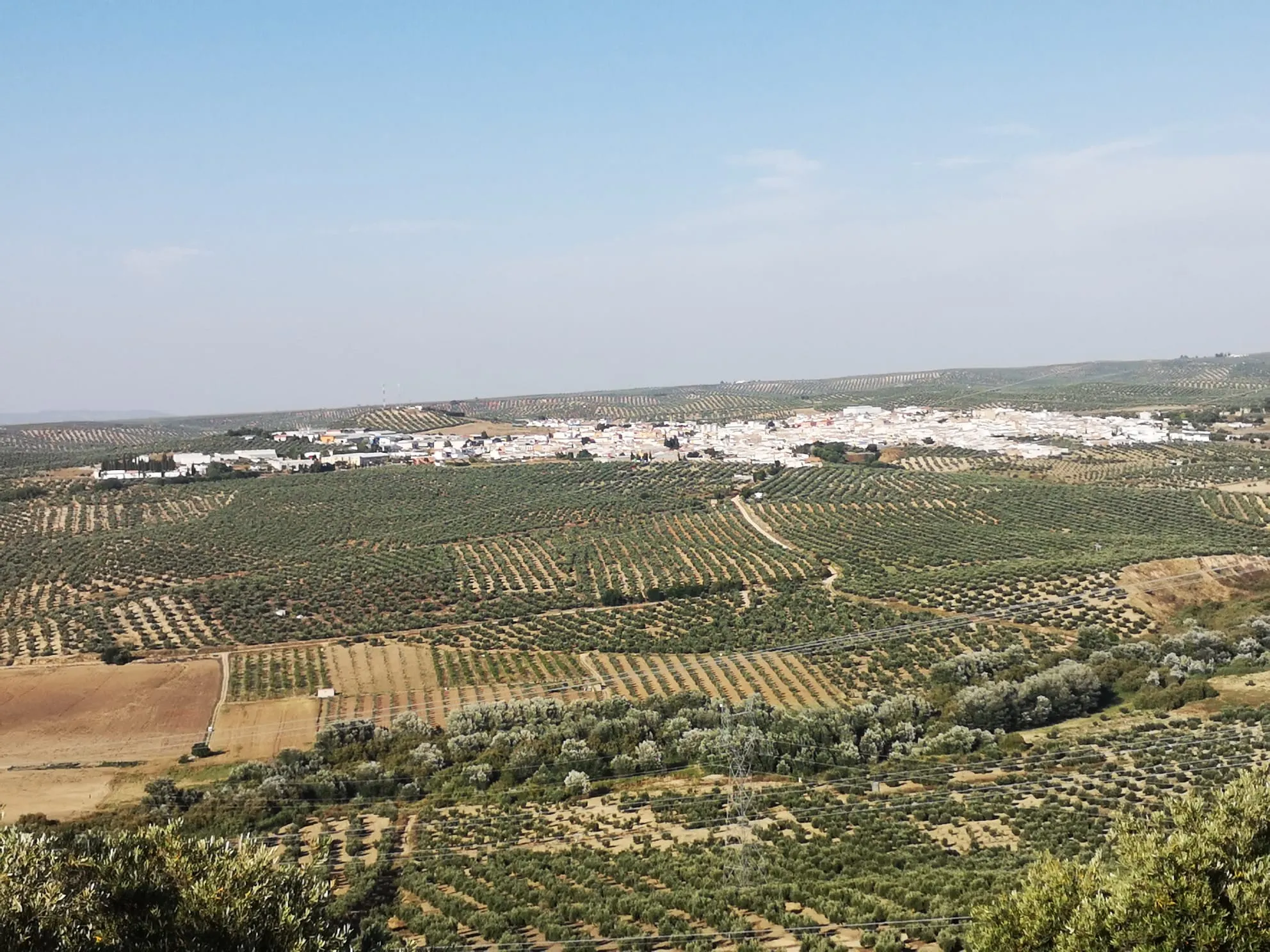 Mar de olivos junto al pueblo de Lopera