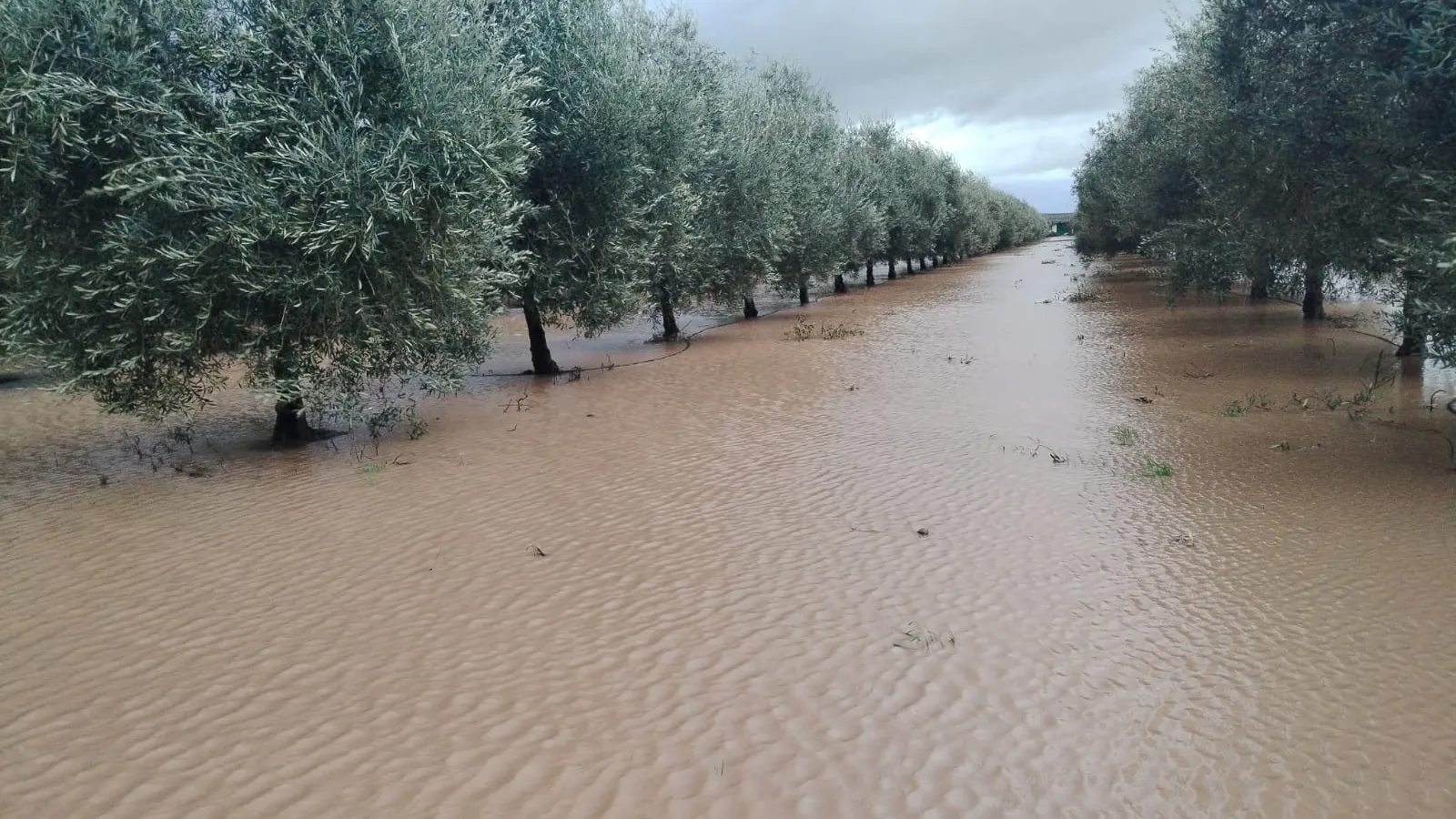 Un olivar totalmente inundado tras el paso de las borrascas por la comarca