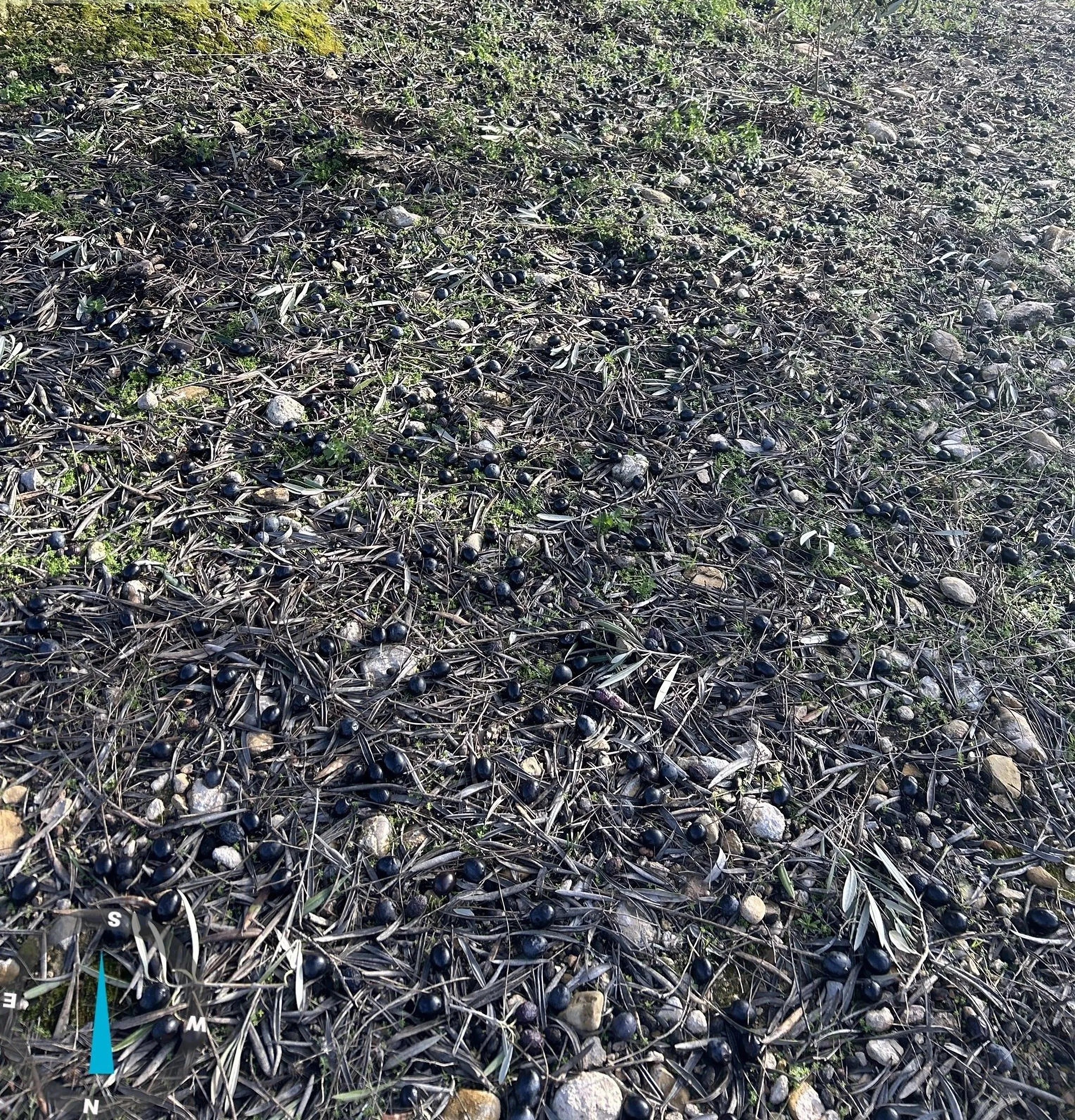 Aceituna caída al suelo por el temporal. Foto: ASAJA Córdoba