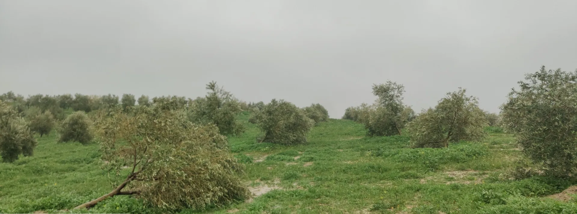 ASAJA Córdoba estima en más de 700 millones las pérdidas agrarias por los temporales ASAJA Córdoba estima en más de 700 millones las pérdidas agrarias por los temporales