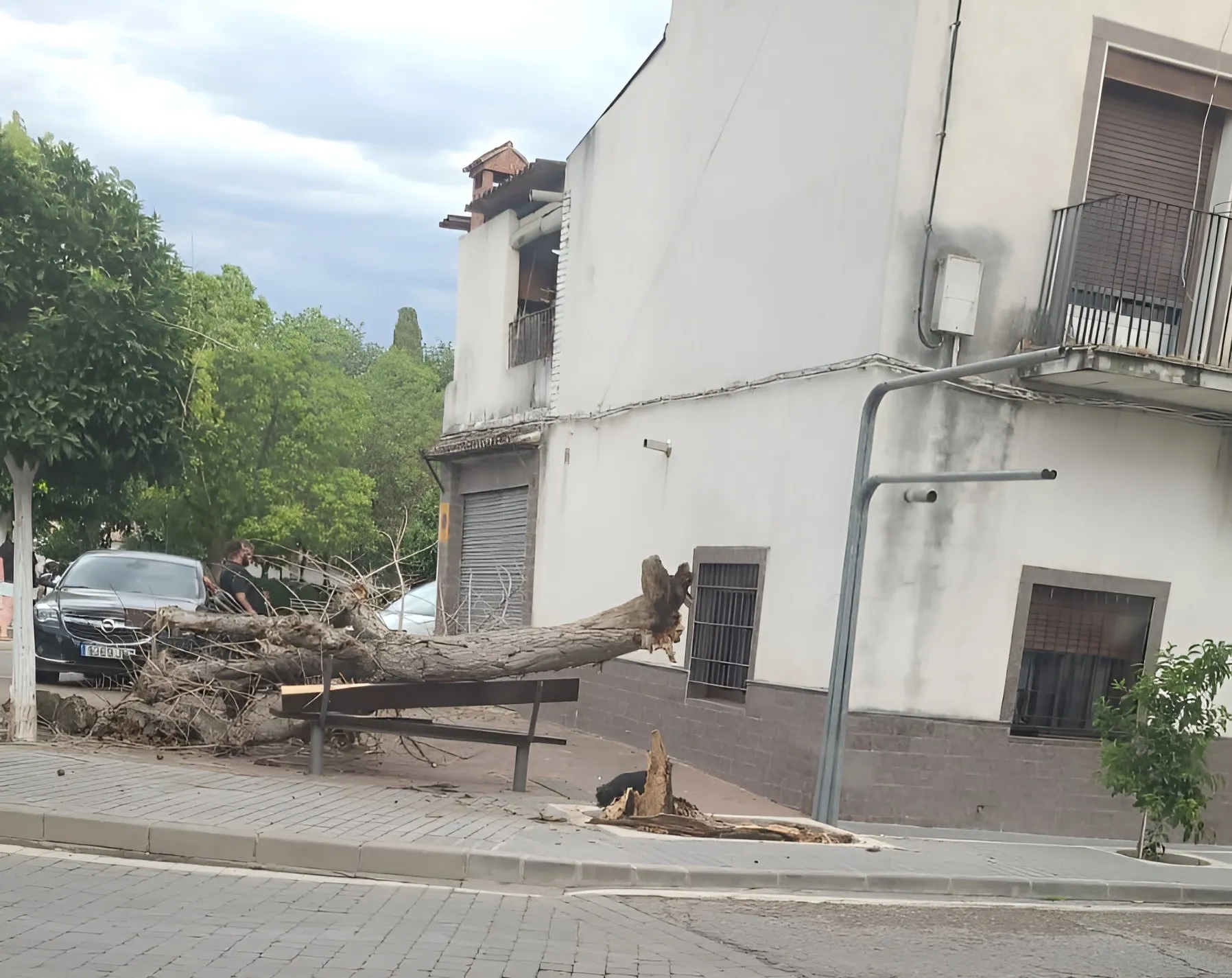 Árbol derribado en la Avenida de Andalucía en Villa del Río