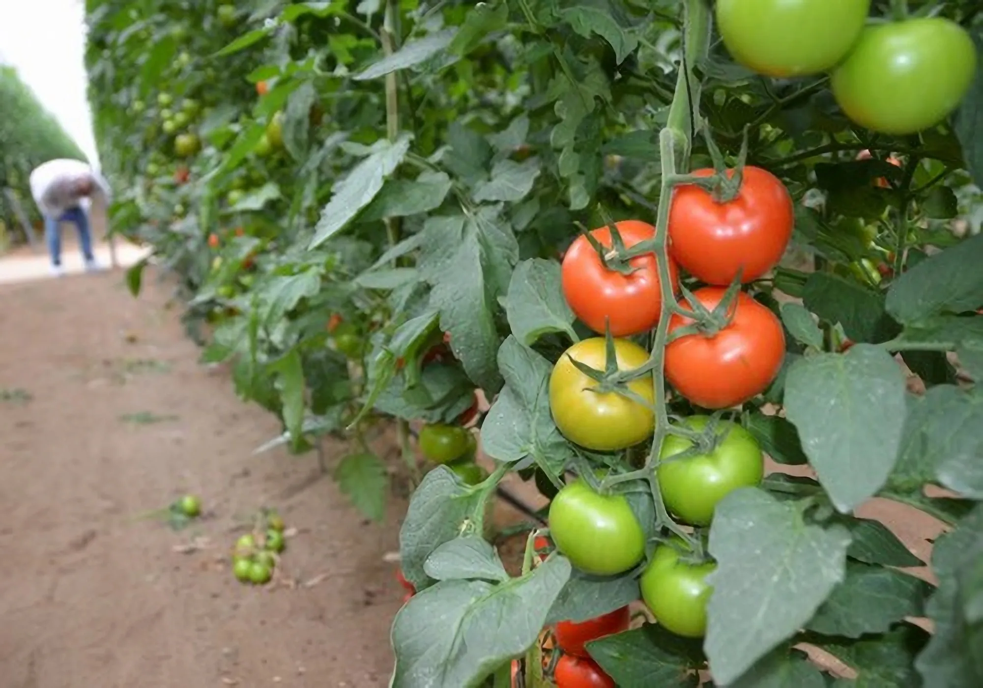 Plantación de tomates Plantación de tomates