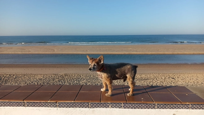 "Bartolo" el perro del concejal de Turismo Pedro Sánchez Collado. Foto: Pedro Sánchez. "Bartolo" el perro del concejal de Turismo Pedro Sánchez Collado. Foto: Pedro Sánchez.