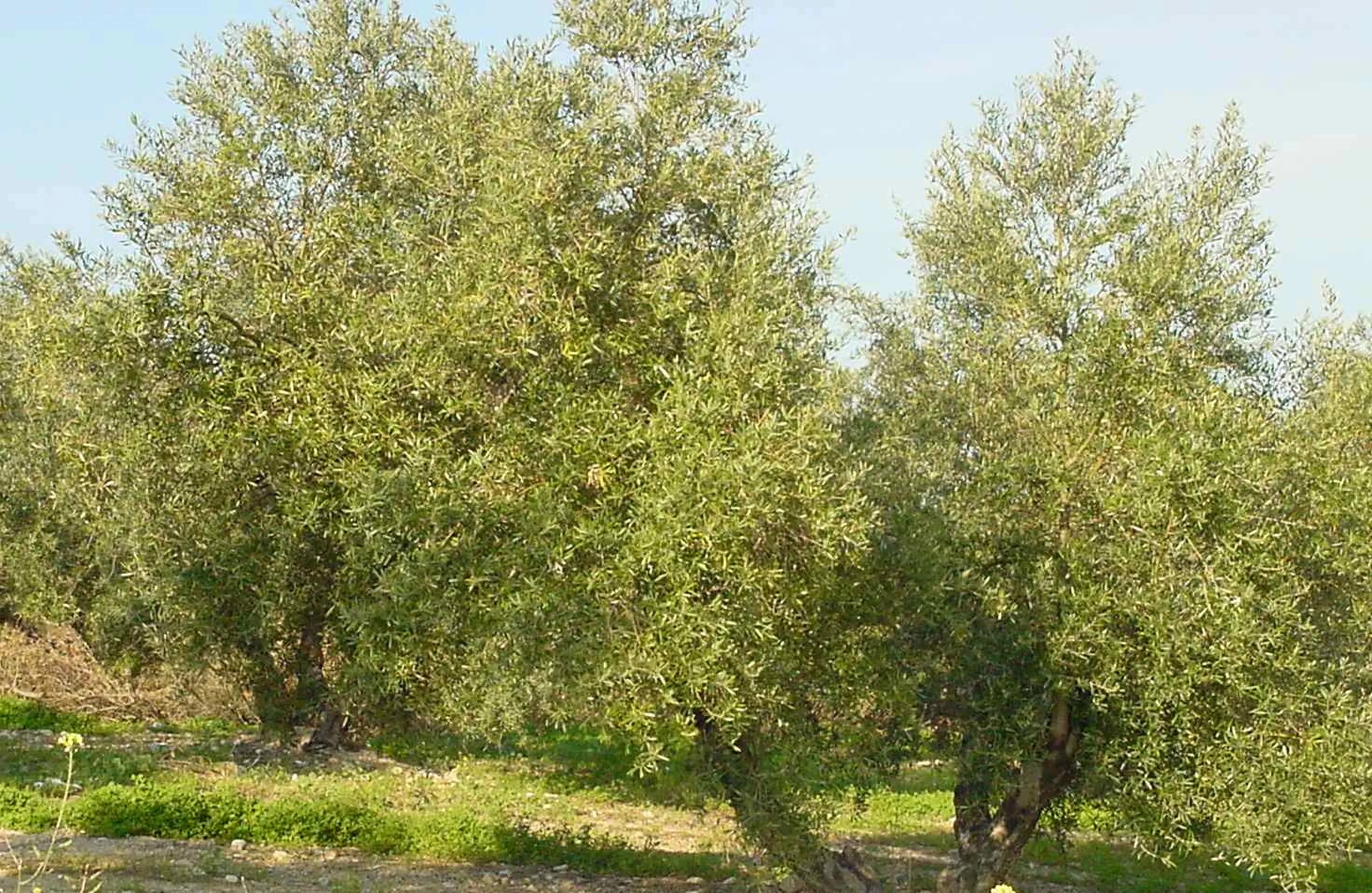 ASAJA Córdoba reclama activar las ayudas al olivar y al viñedo previstas por ley