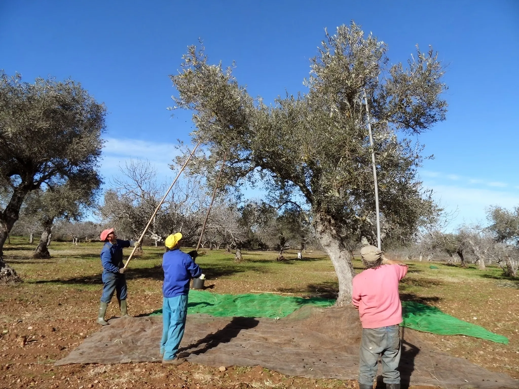 Jornaleros en plena campaña de recogida de la aceituna