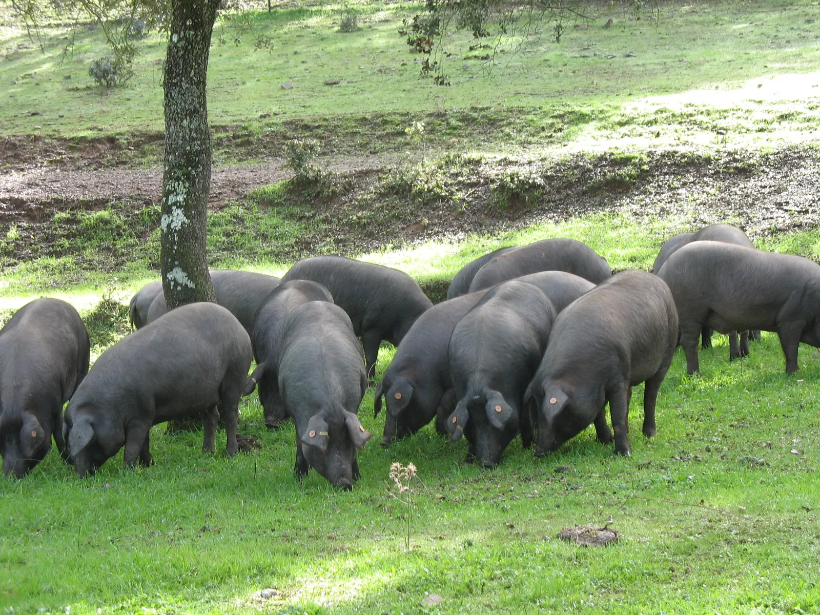 El sector destaca la alta calidad del ibérico, aunque las borrascas han provocado pérdidas de bellota y dificultades en las explotaciones