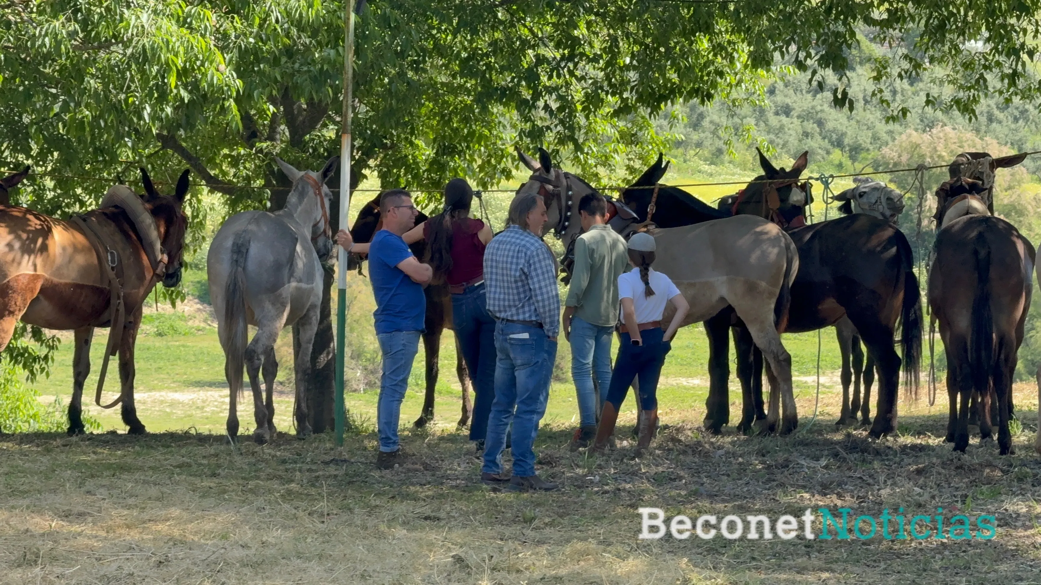Montoro ha vuelto a rendir homenaje a una de sus tradiciones más emblemáticas con la celebración del Concurso de Arrastre de Mulos