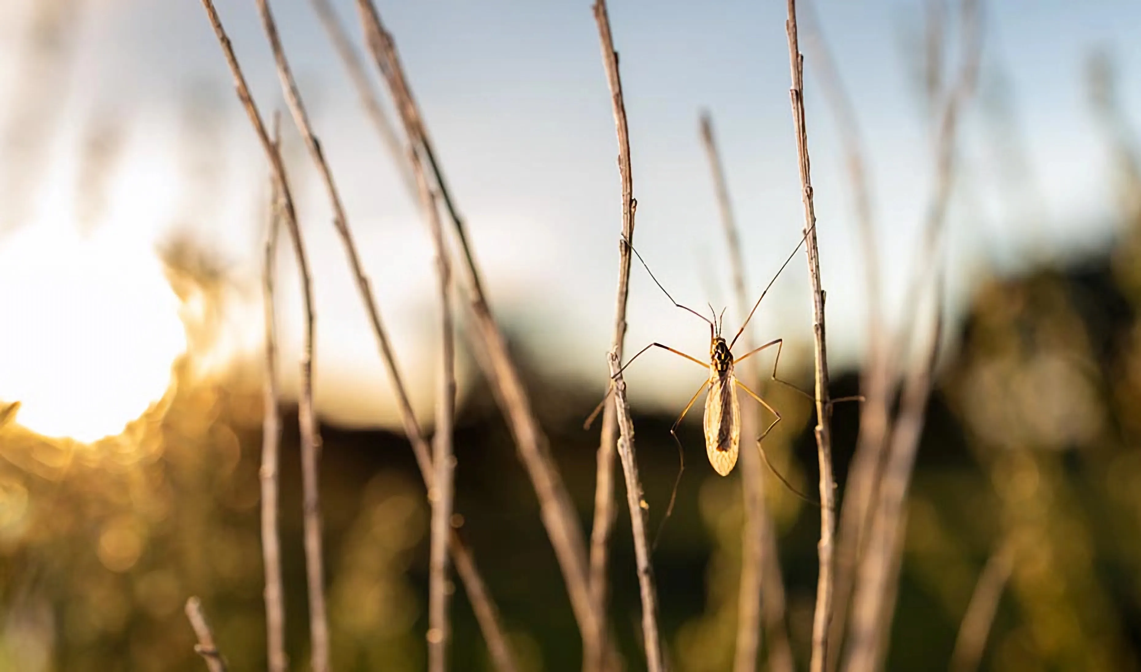 Ejemplar de mosquito del género Culex, uno de los principales vectores asociados al Virus del Nilo Occidental, presente en entornos naturales durante la temporada de romerías.