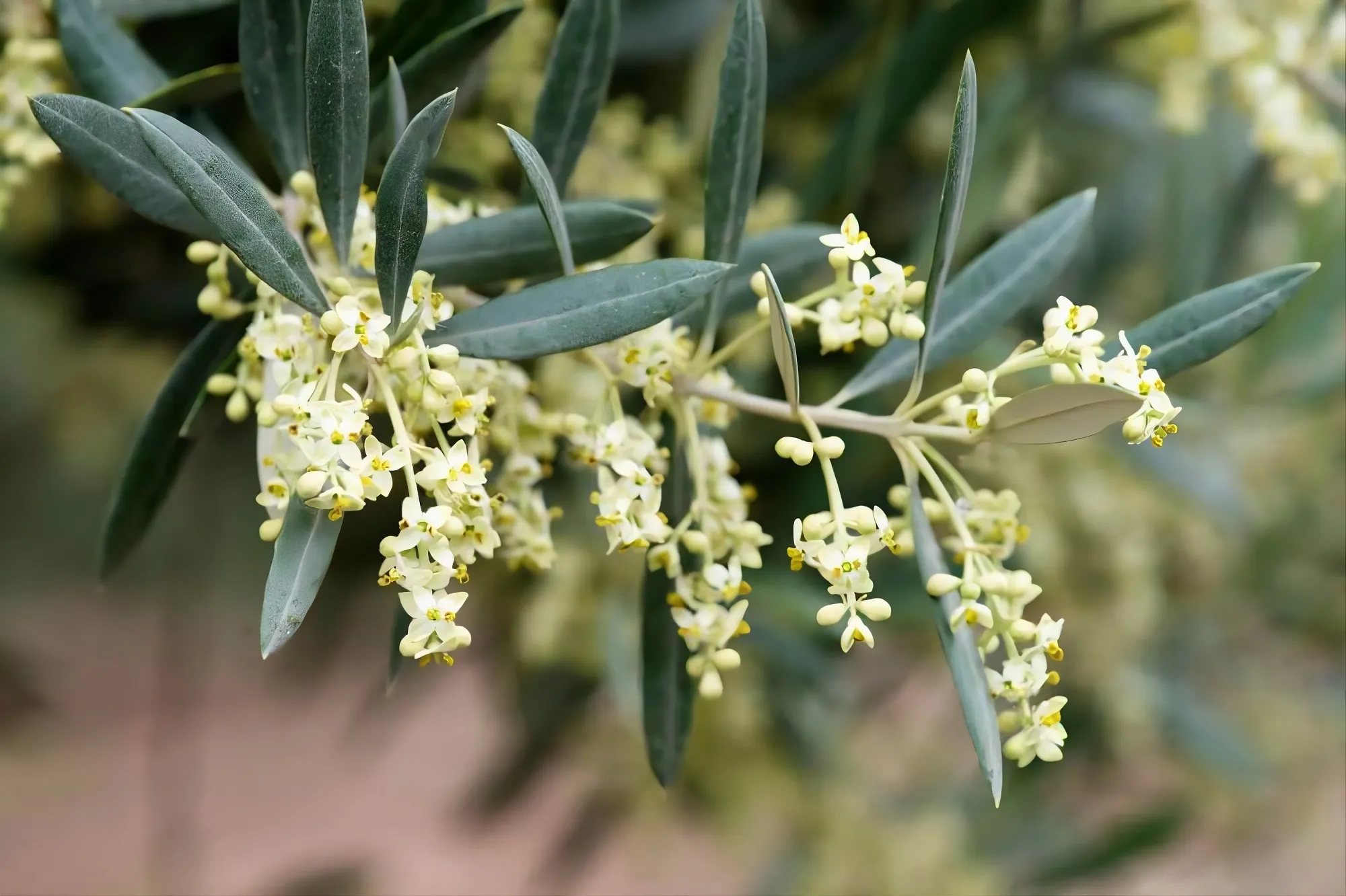 Flor del olivo, a cuyo polen es alérgico numerosas personas en la comarca