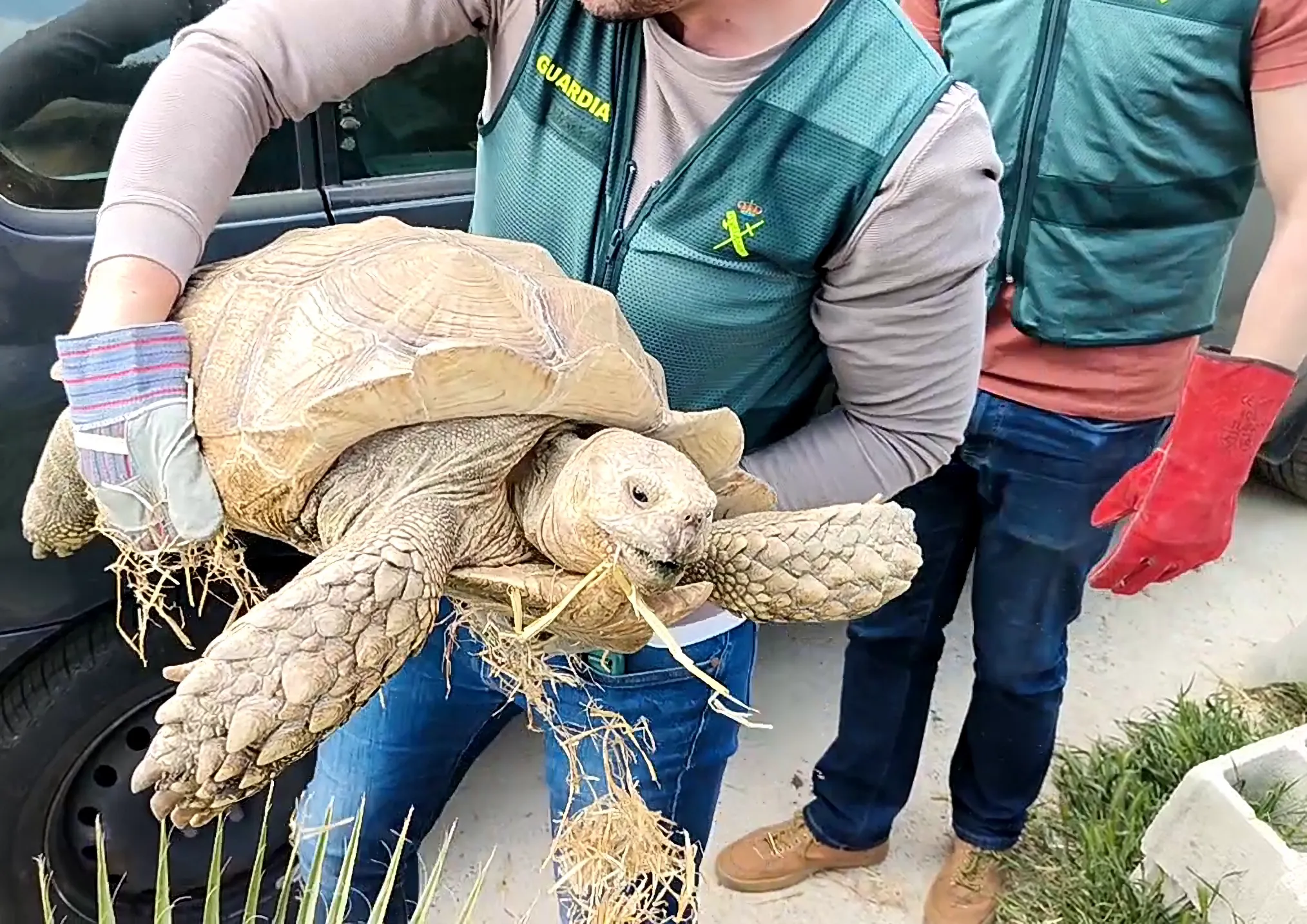 Tortuga de espolones africana intervenida por el SEPRONA en la provincia de Córdoba, trasladada al Zoo para su protección y cuidado.