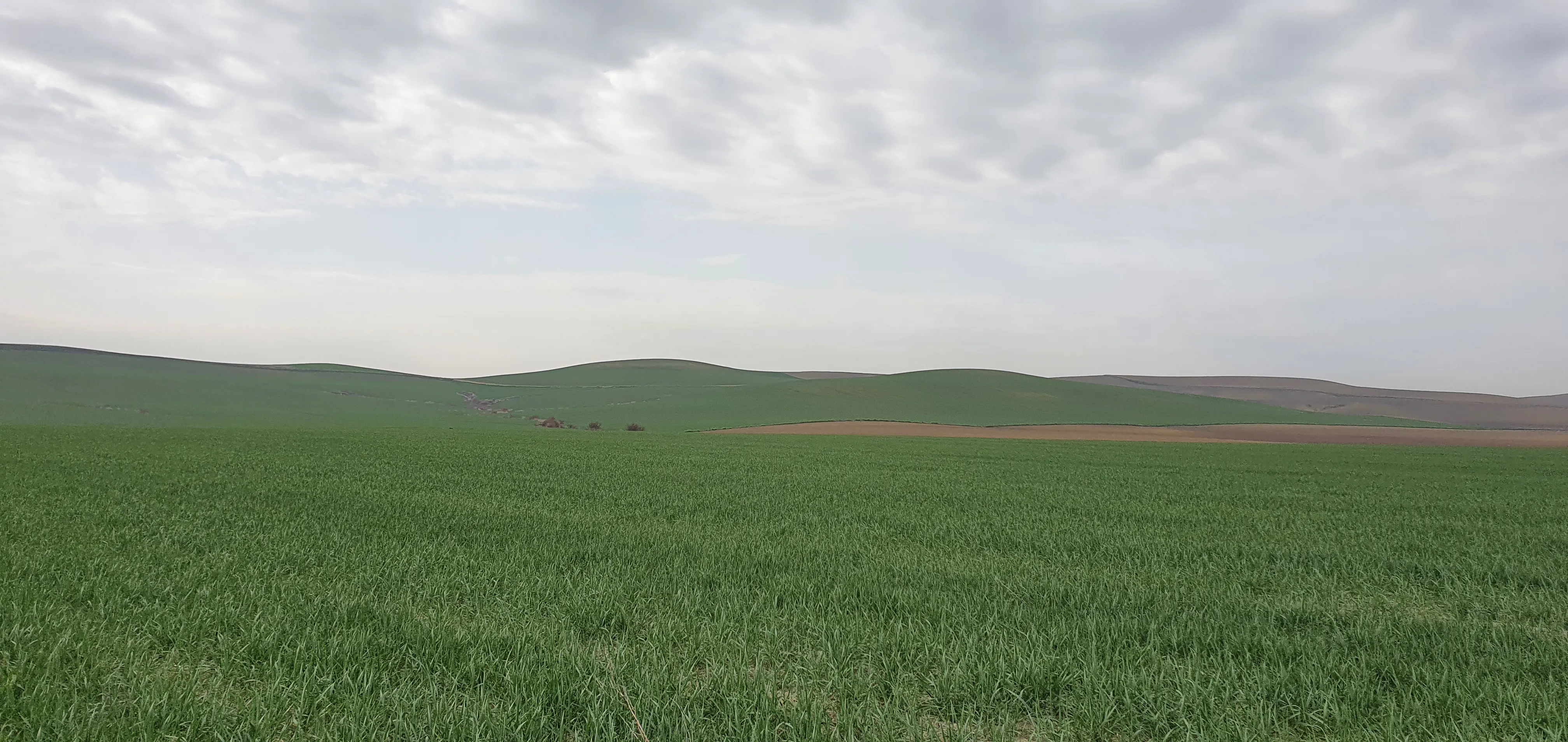 ASAJA Córdoba advierte de pérdidas en los cereales de invierno por enfermedades causadas por la humedad y el calor en la campiña cordobesa.