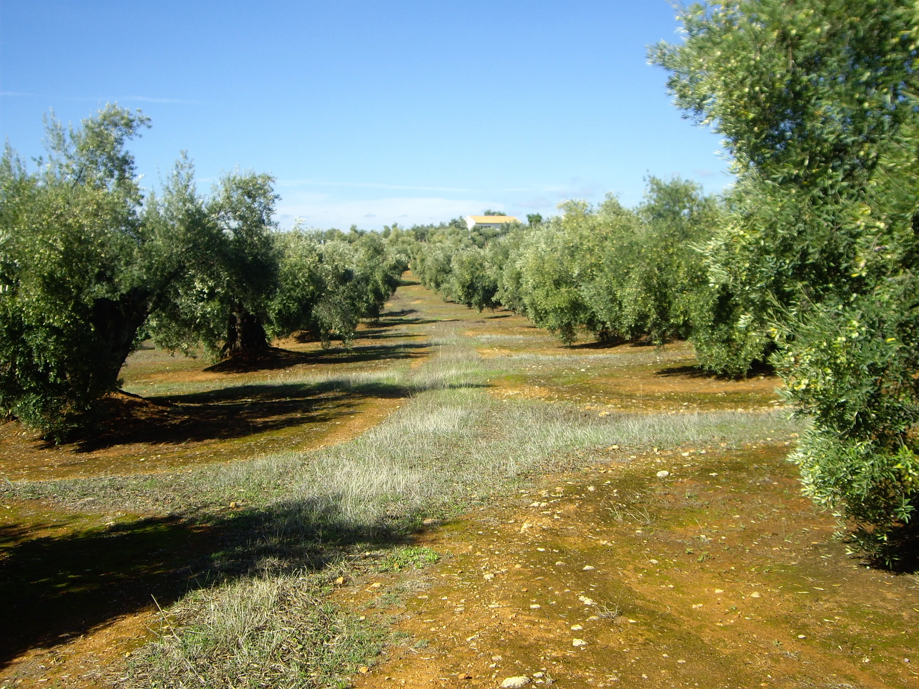 La organización agraria critica que numerosos cultivos y municipios afectados por lluvias, enfermedades y la DANA hayan quedado fuera de las rebajas fiscales aprobadas por el Gobierno La organización agraria critica que numerosos cultivos y municipios afectados por lluvias, enfermedades y la DANA hayan quedado fuera de las rebajas fiscales aprobadas por el Gobierno