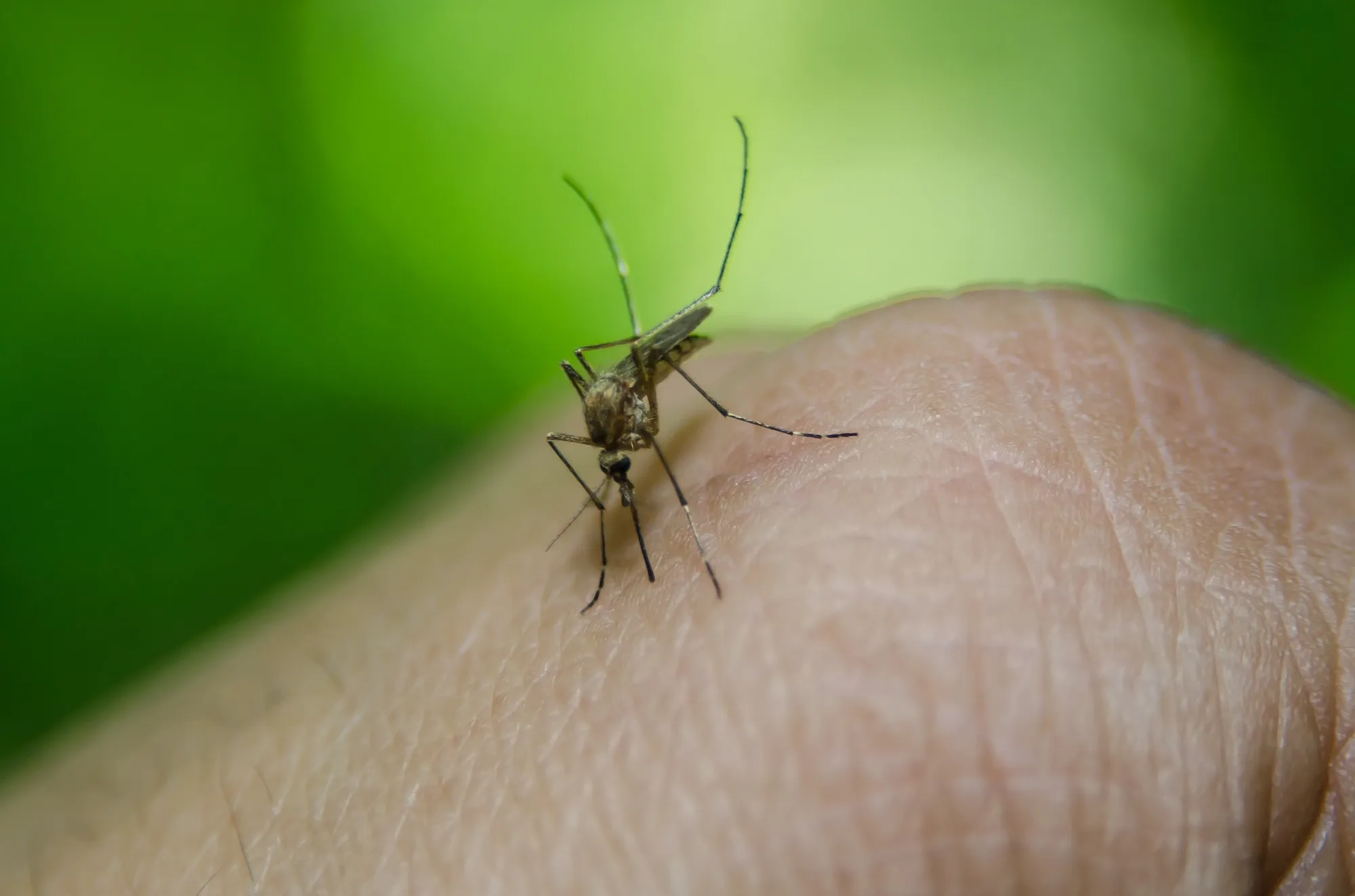 Mosquito común. Foto: Archivo