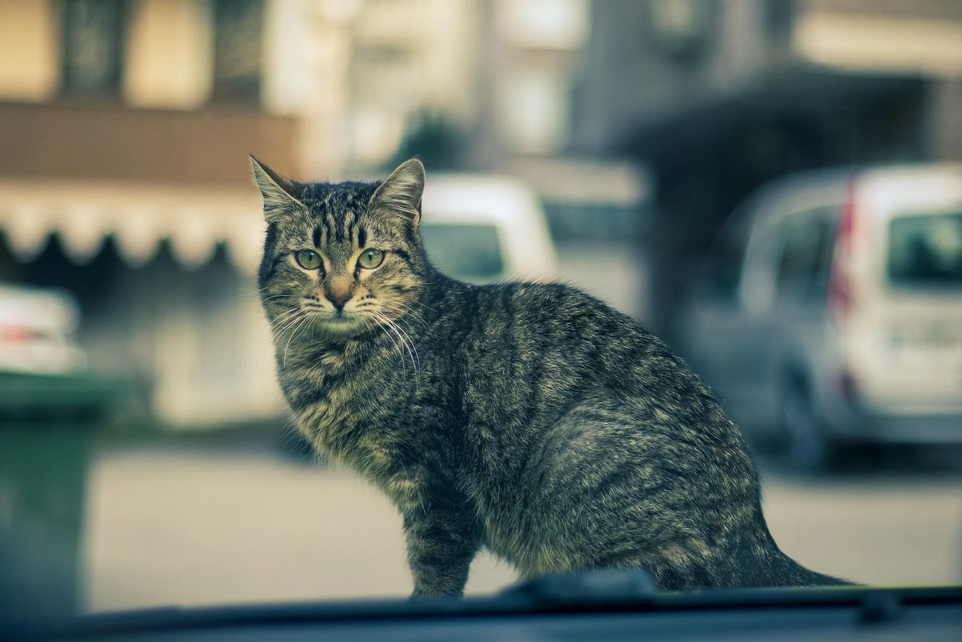 El ayuntamiento de Pedro Abad quiere controlar la presencia de gatos callejeros. Foto: Banco de imágenes