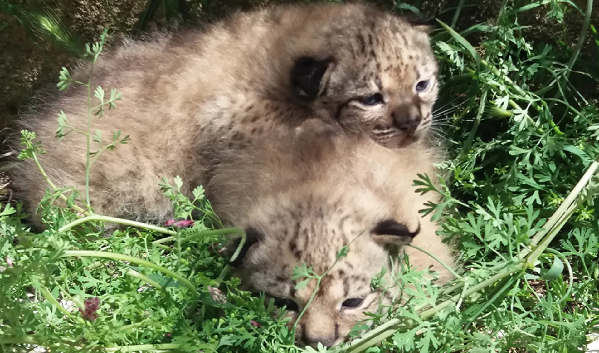 Cachorros de lince. Foto: Junta de Andalucía