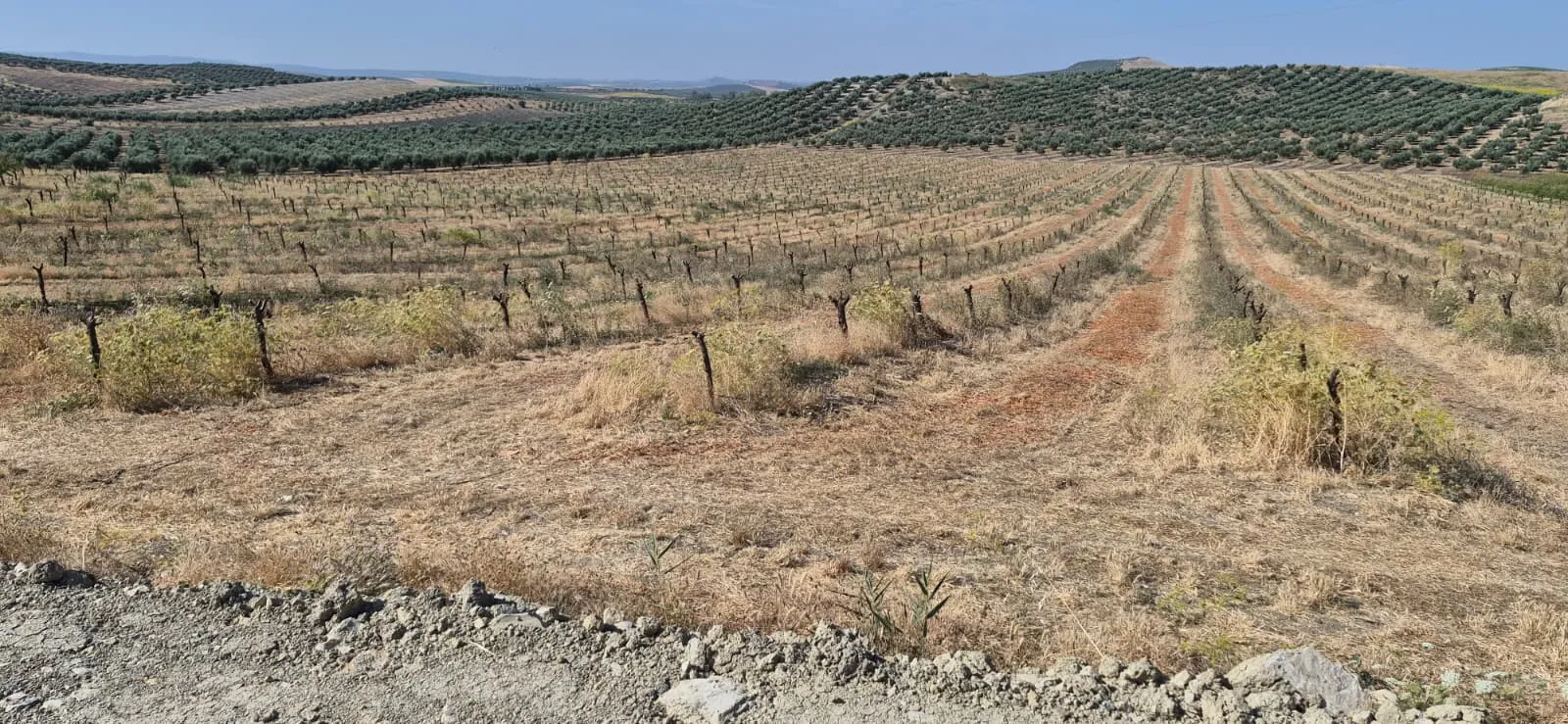 Almendros cortados en una finca cordobesa. Foto: ASAJA Córdoba