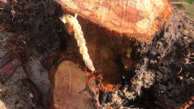 Gusano cabezudo (Capnodis tenebrionis) que afecta al almendro Gusano cabezudo (Capnodis tenebrionis) que afecta al almendro