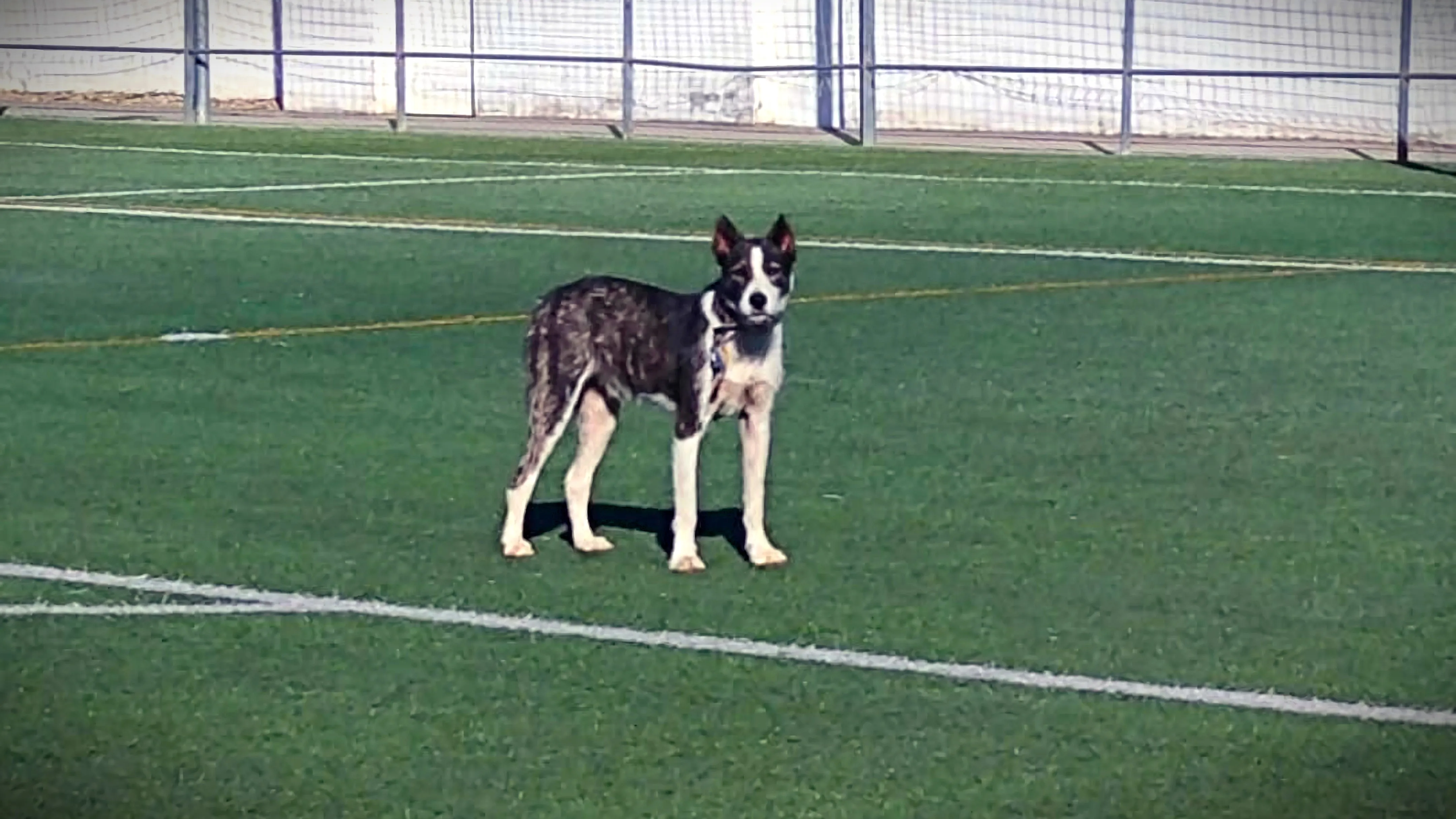 El perro, que llevaba seis meses desaparecido de su hogar en una localidad de Ciudad Real, fue localizado en Pedro Abad. Foto: Ayto. de Pedro Abad El perro, que llevaba seis meses desaparecido de su hogar en una localidad de Ciudad Real, fue localizado en Pedro Abad. Foto: Ayto. de Pedro Abad
