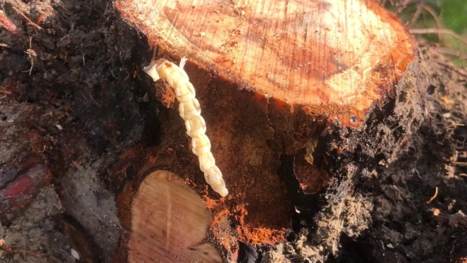 Foto gusano cabezudo en tronco de almendro