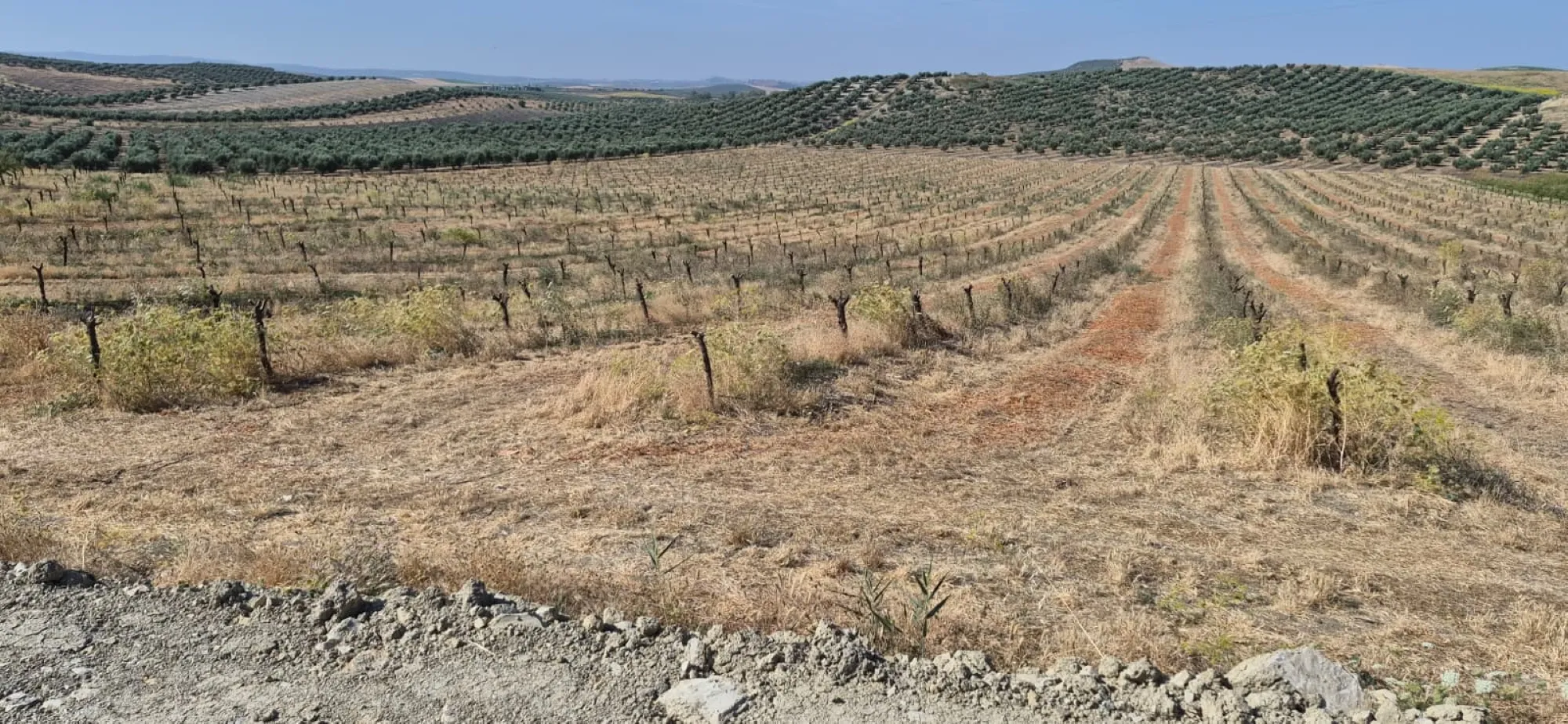 Almendros cortados en la provincia de Córdoba. FOTO: Asaja