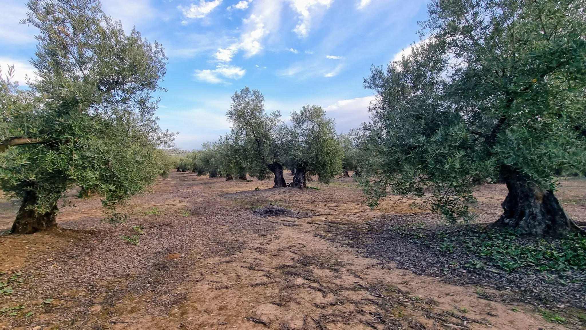 Olivar en la comarca del Alto Guadalquivir