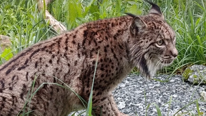 El lince ibérico una de las especies emblemáticas del monte mediterráneo que ha abandonado la categoría "en peligro crítico" para pasar a especie "vulnerable" fruto del esfuerzo de la sociedad. Foto: Rafael Arenas. El lince ibérico una de las especies emblemáticas del monte mediterráneo que ha abandonado la categoría "en peligro crítico" para pasar a especie "vulnerable" fruto del esfuerzo de la sociedad. Foto: Rafael Arenas.