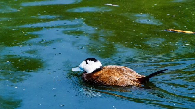 La Malvasía cabeciblanca es una de las aves acuáticas más amenazadas de Europa, cuyo hábitat principal se concentra en humedales del sur de España. Foto: Rafael Arenas. La Malvasía cabeciblanca es una de las aves acuáticas más amenazadas de Europa, cuyo hábitat principal se concentra en humedales del sur de España. Foto: Rafael Arenas.