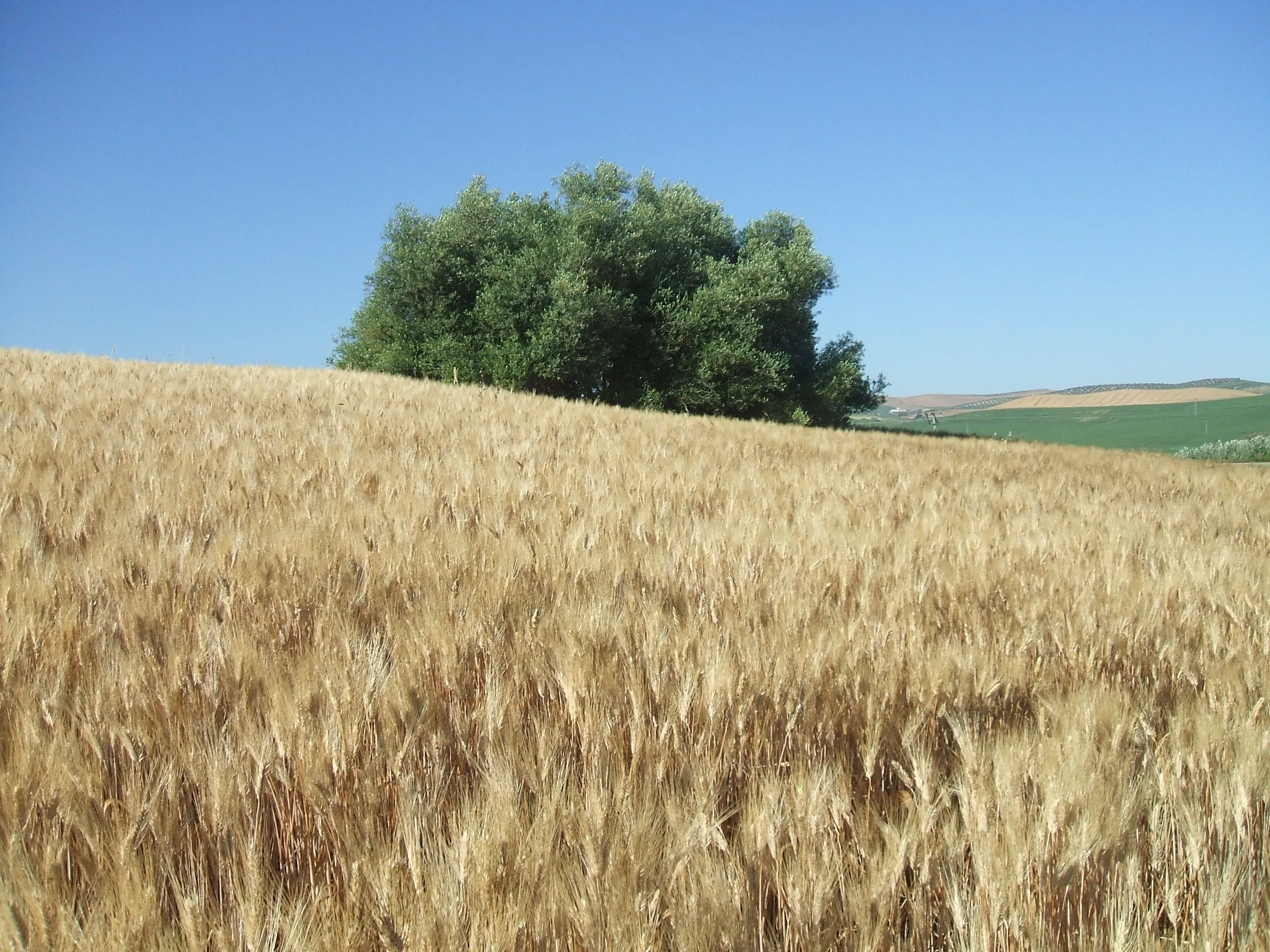 ASAJA reclama una PAC más fuerte y mejor financiada para garantizar el futuro de agricultores y ganaderos europeos. Foto: ASAJA