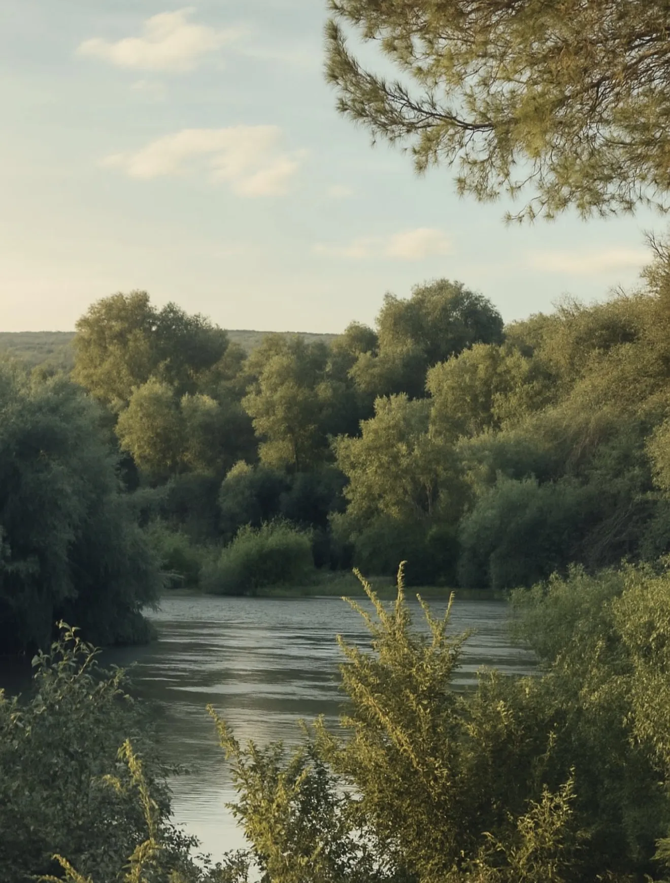 Villa del Río, un enclave privilegiado en la ribera del Guadalquivir, con un bosque de ribera único y una flora y fauna de gran valor medioambiental. Foto: Óscar H. Falagán.