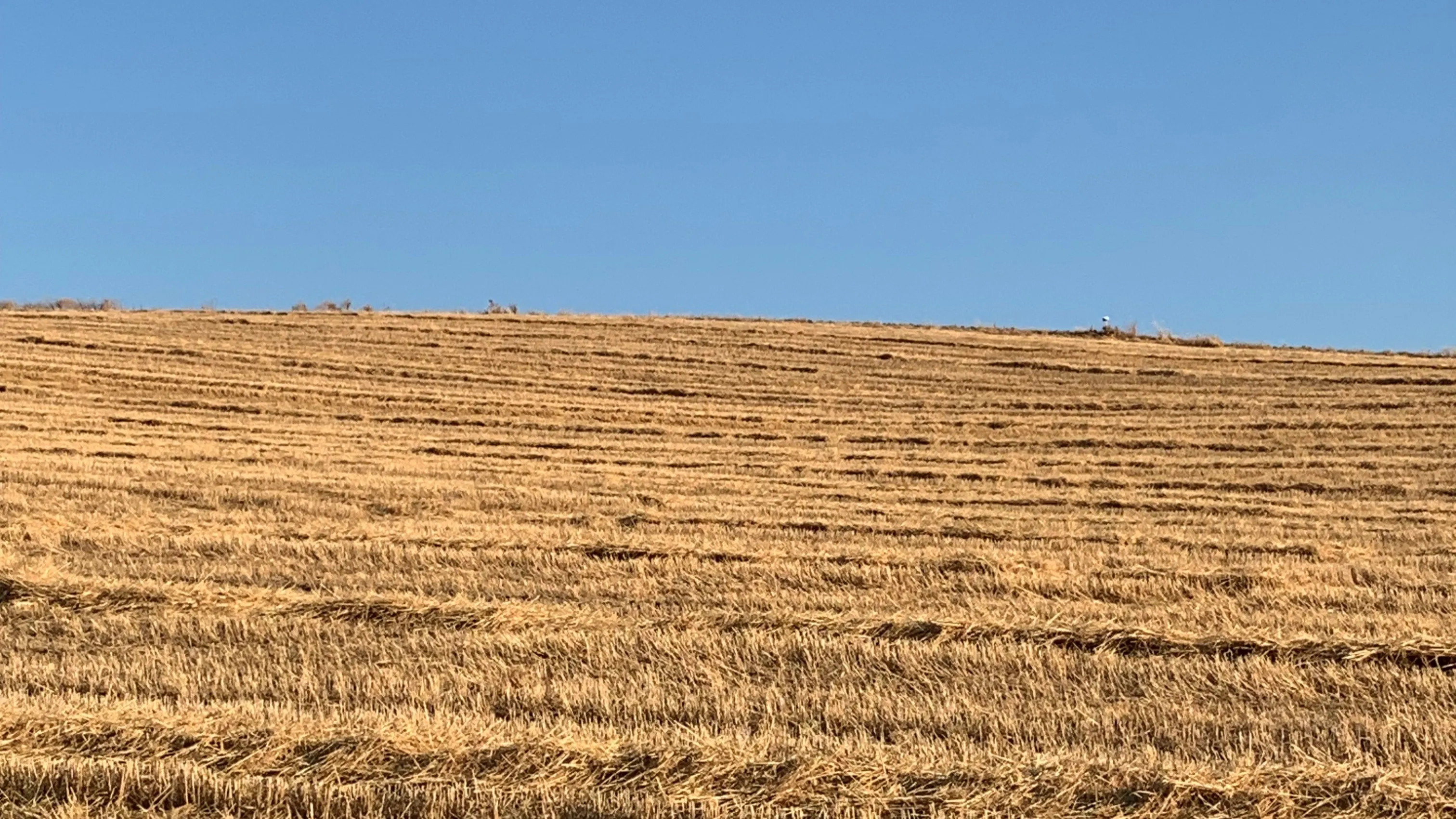 Campaña cerealista en la provincia de Córdoba marcada por el fuerte incremento de los costes de producción y la caída de la rentabilidad del trigo duro, según advierte ASAJA Córdoba.