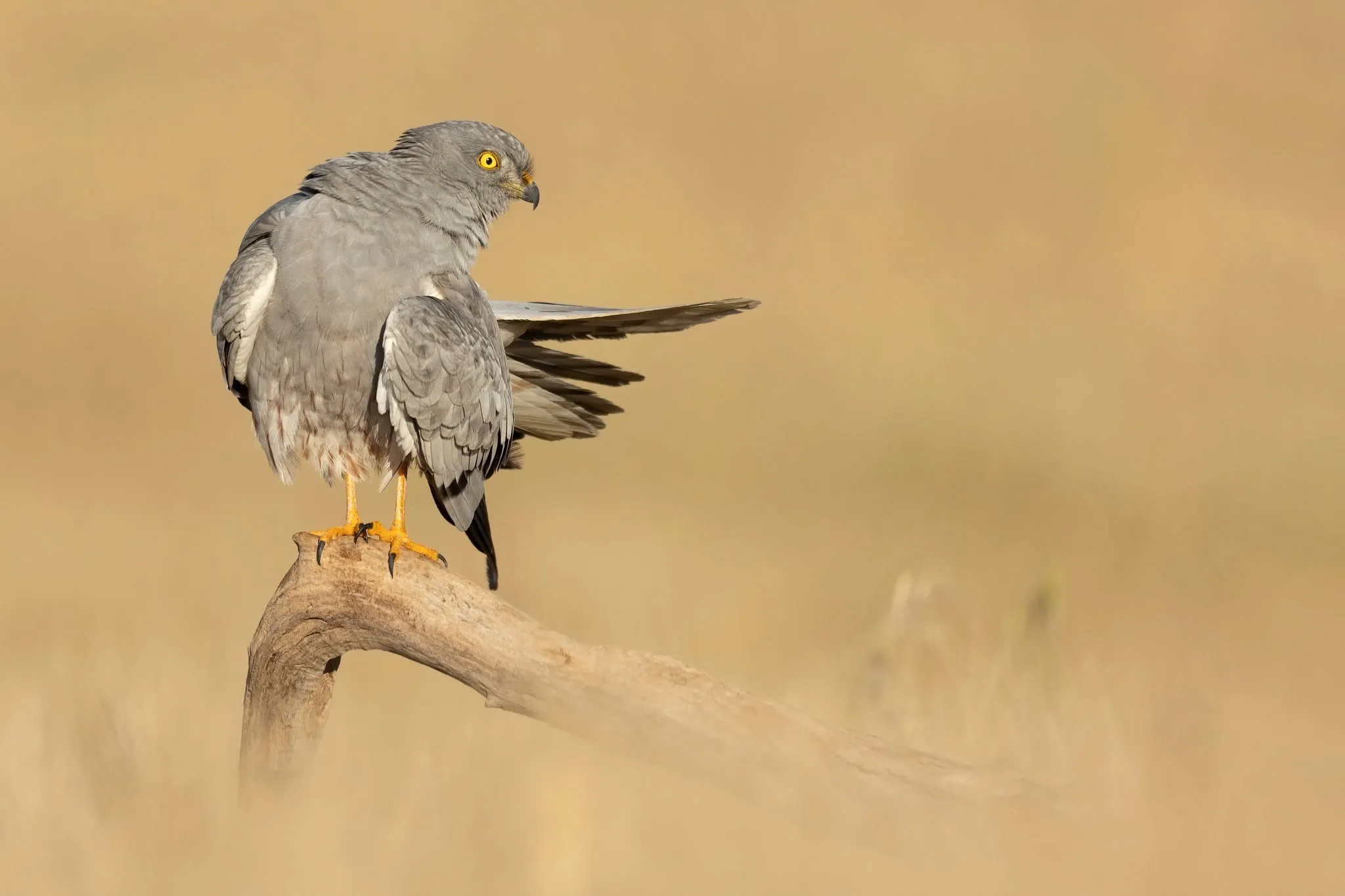 Aguilucho cenizo sobre los campos de cereal de Córdoba, una especie vulnerable cuya conservación depende de la colaboración entre agricultores y técnicos. Foto: Alfonso Roldán