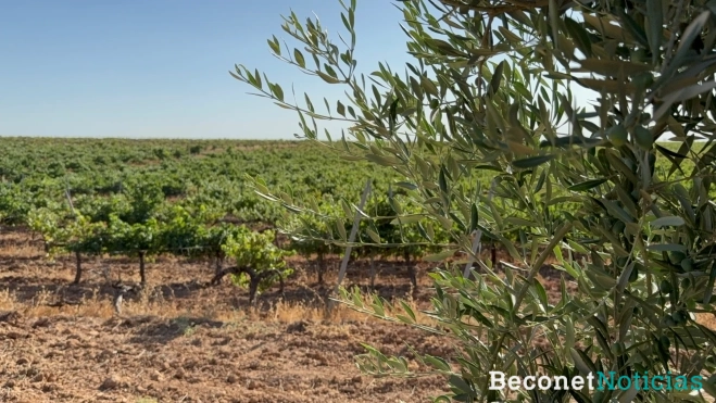 Los espacios de viñedo y olivar son los preferidos por el Alzacola Rojizo. Los espacios de viñedo y olivar son los preferidos por el Alzacola Rojizo.