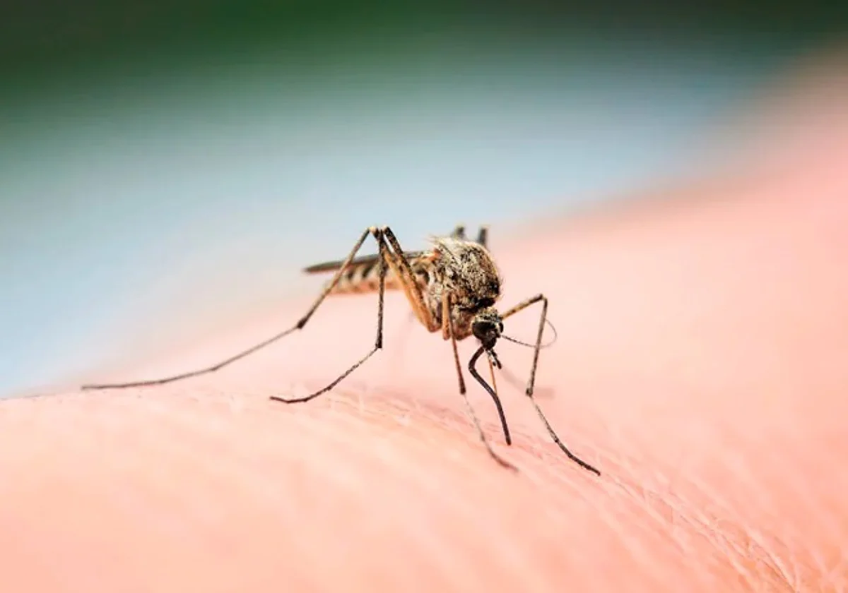 La principal medida de prevención continúa siendo evitar las picaduras de mosquito, por lo que recomienda utilizar repelentes autorizados