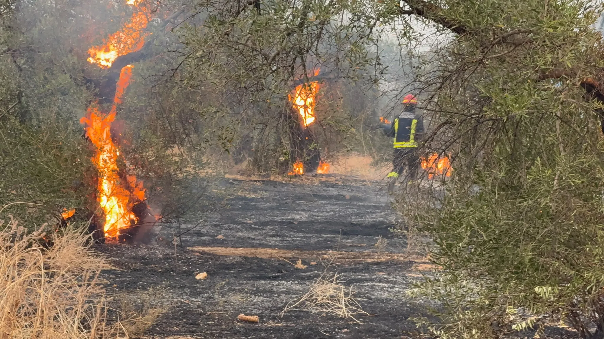 Bomberos luchando contra el fuego. 