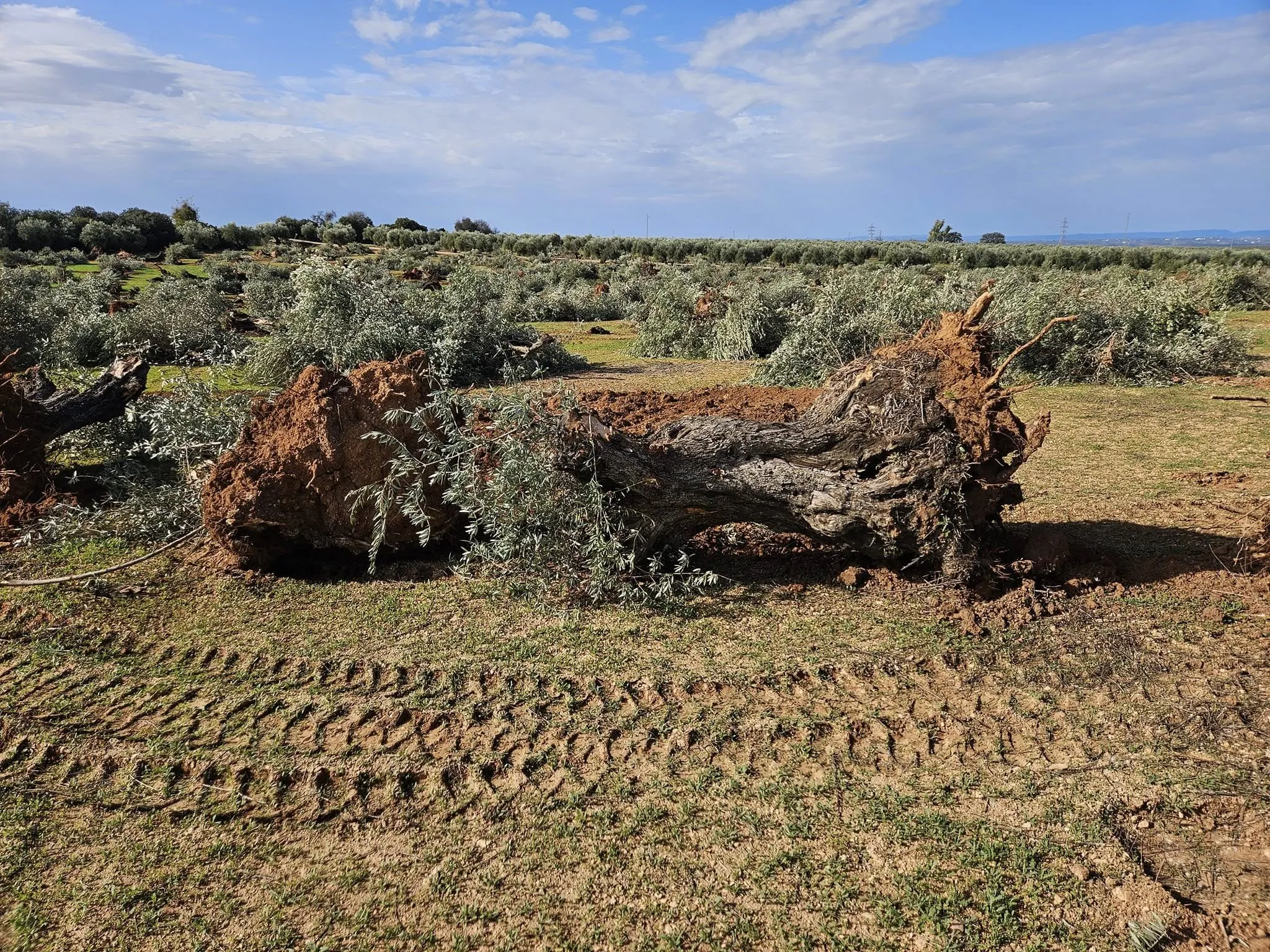 Olivos arrancados en Lopera.