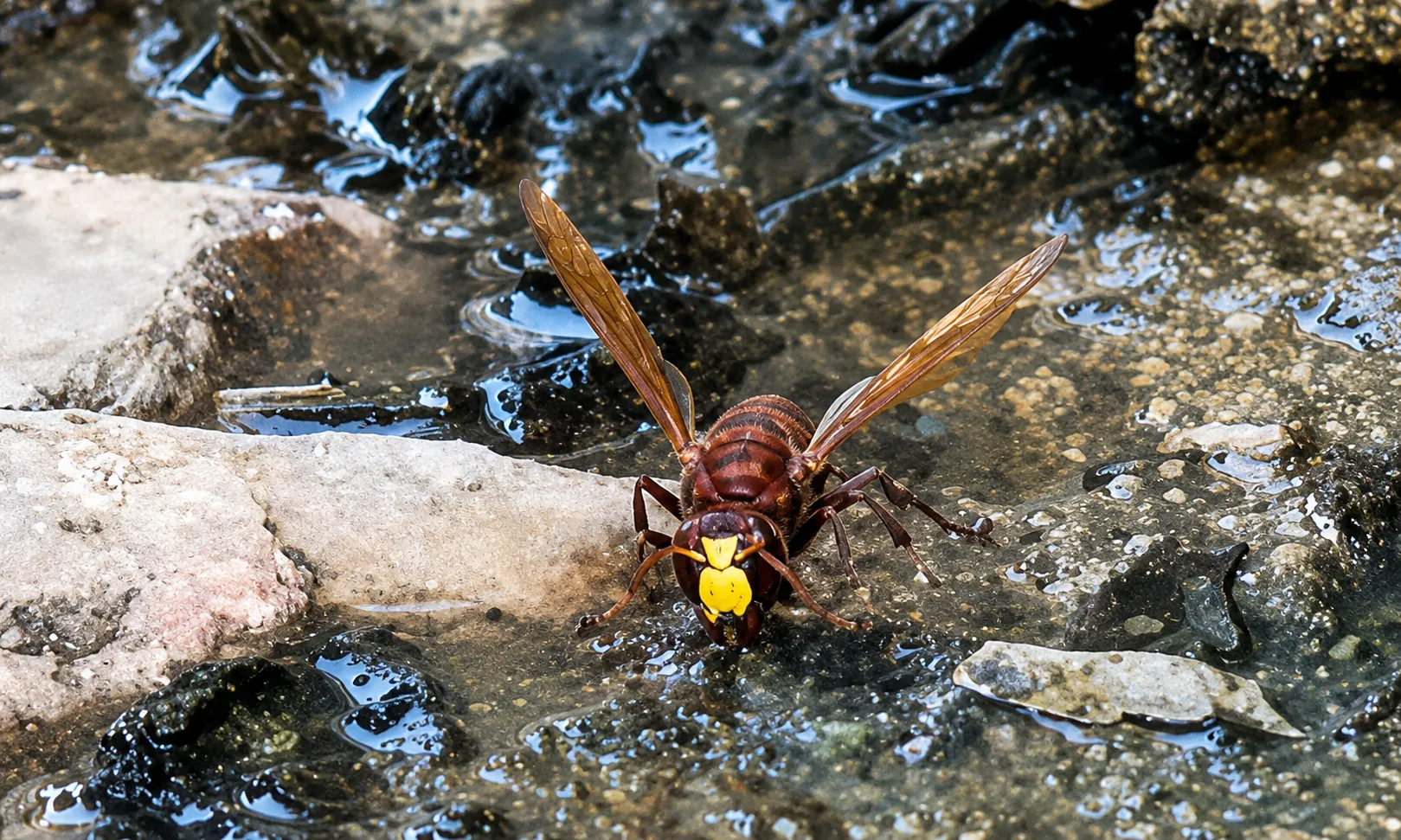 La presencia del avispón oriental (Vespa orientalis) en Villa del Río ya tiene localizado su nido. 