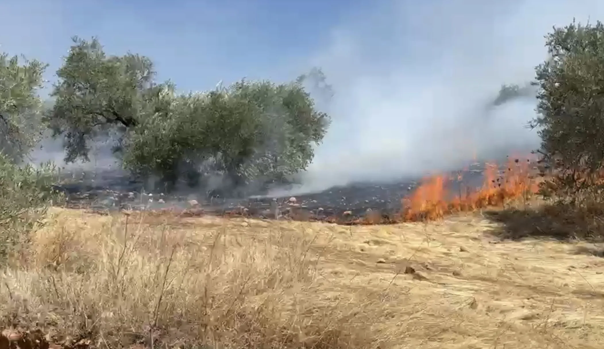 Declarado un incendio en una zona de olivar del término municipal de Montoro