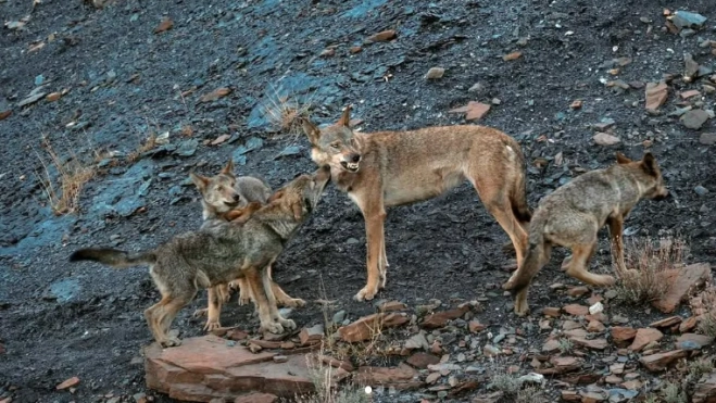 Fotograma de "Durmiendo con lobos". Foto Instagram @unaicanela Fotograma de "Durmiendo con lobos". Foto Instagram @unaicanela