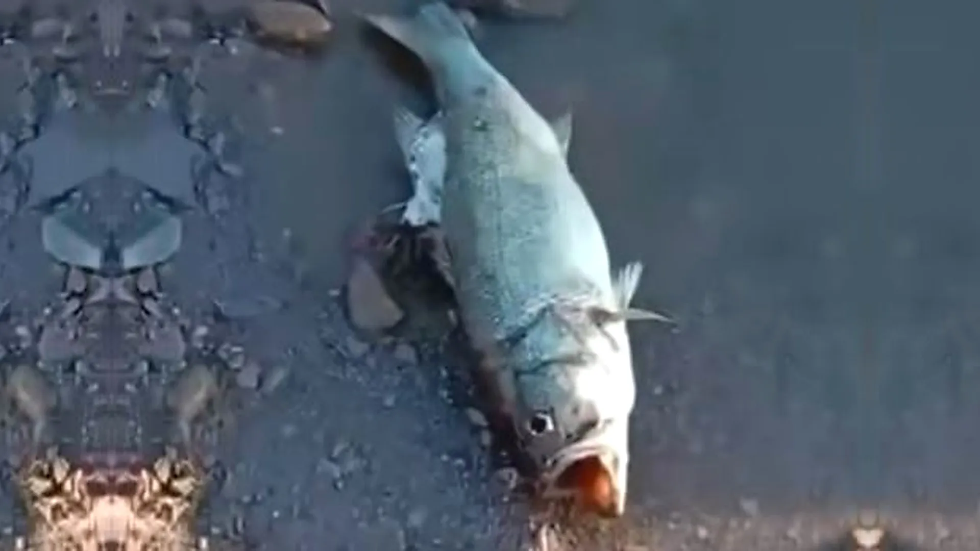 Captura del vídeo difundido por Hora Jaén sobre peces muertos.