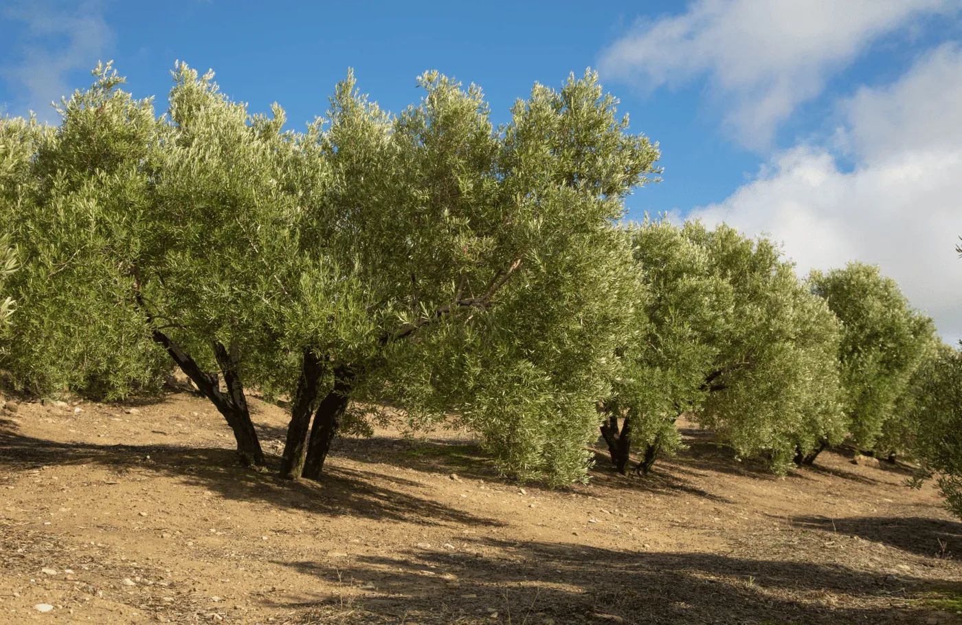 Olivo hojiblanca. Foto: Vivero Medina
