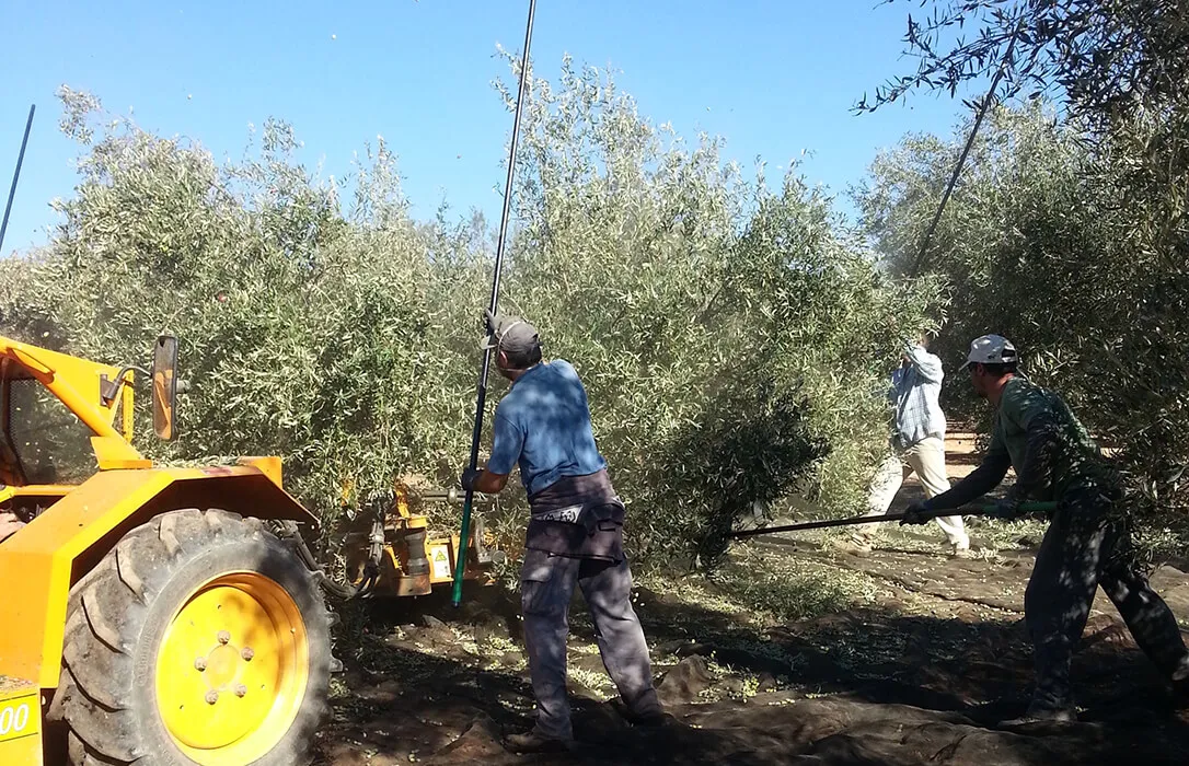 Jornaleros en faena de recolección. Foto: Agroinformación-ASAJA