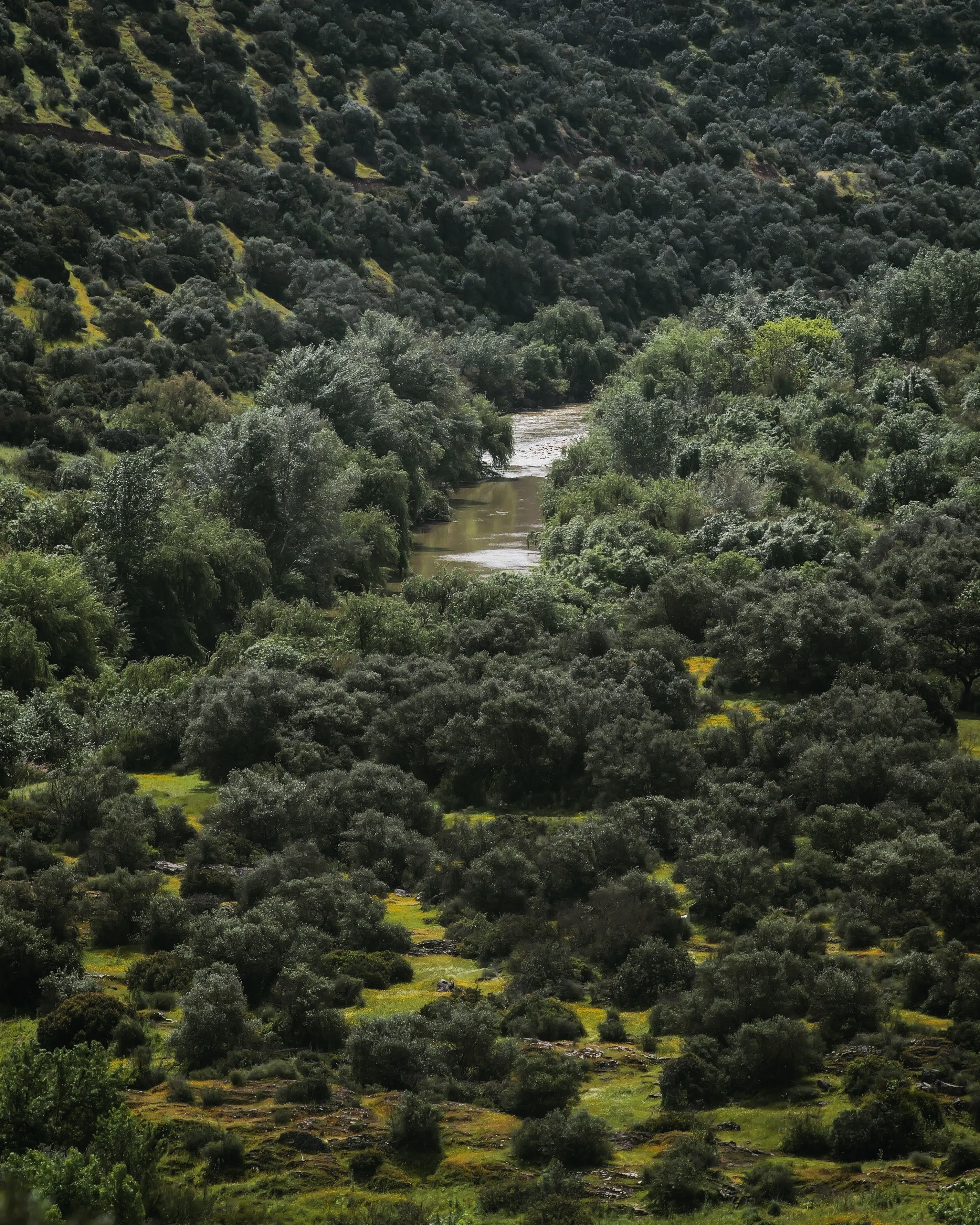 Un estudio reciente de la Universidad de Córdoba reveló que la masa forestal ha incrementado en parte debido al abandono de tierras marginales. Foto: Óscar H. Falagán.
