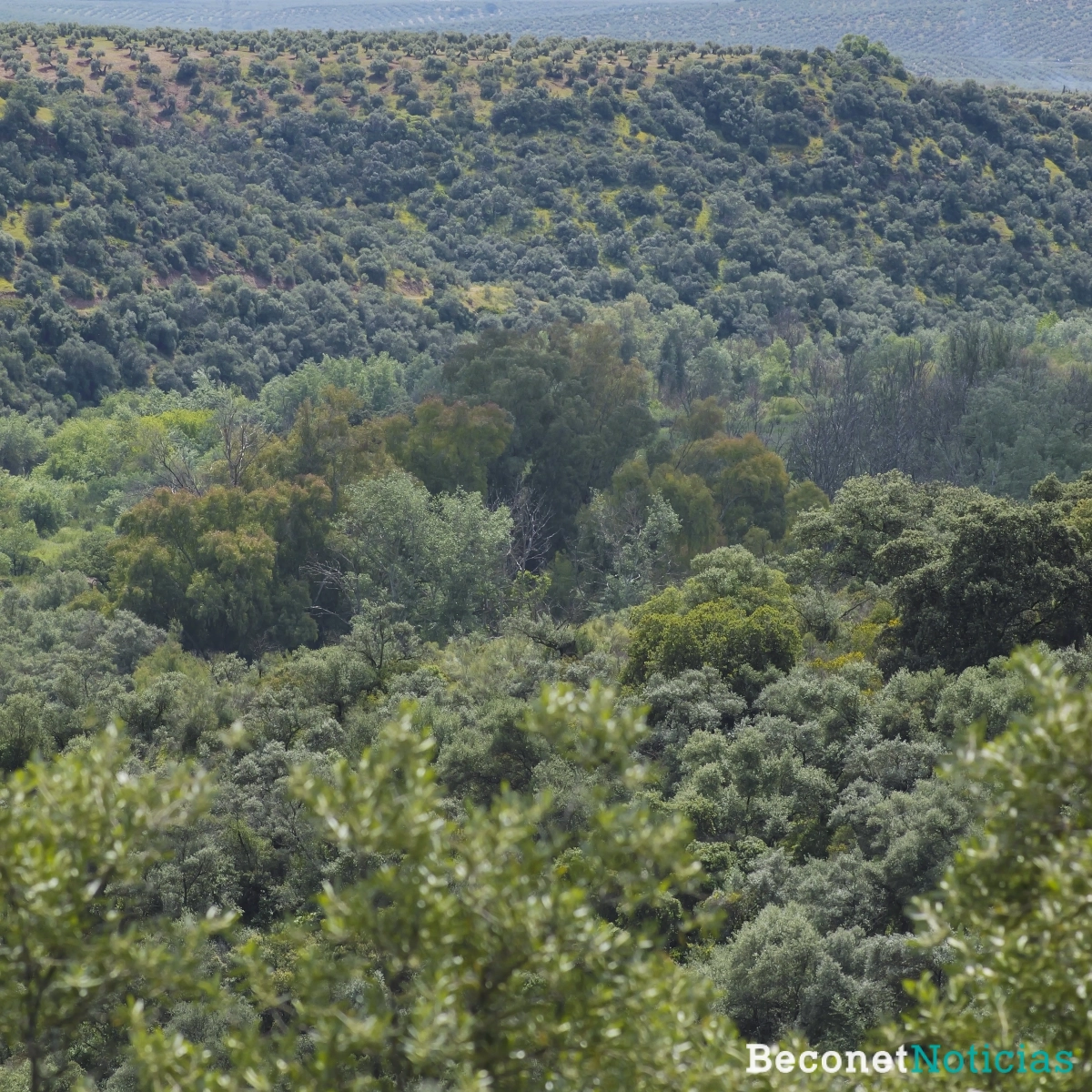 Masa forestal típca de bosque meditarráneo en convivencia con el olivar. Foto: Óscar H. Falagán.