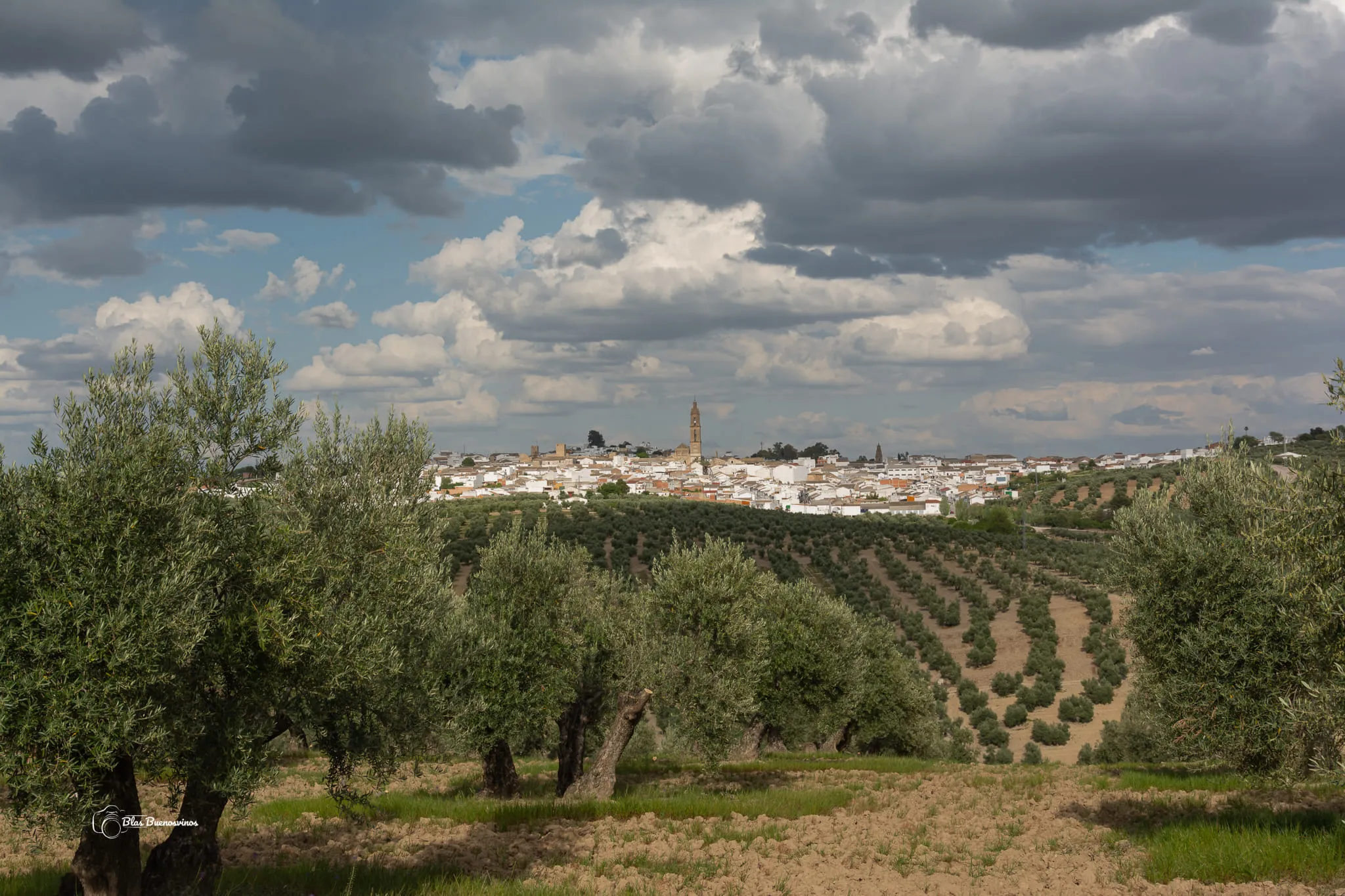 Vista de Bujalance y su olivar. Foto: Blas Buenosvinos