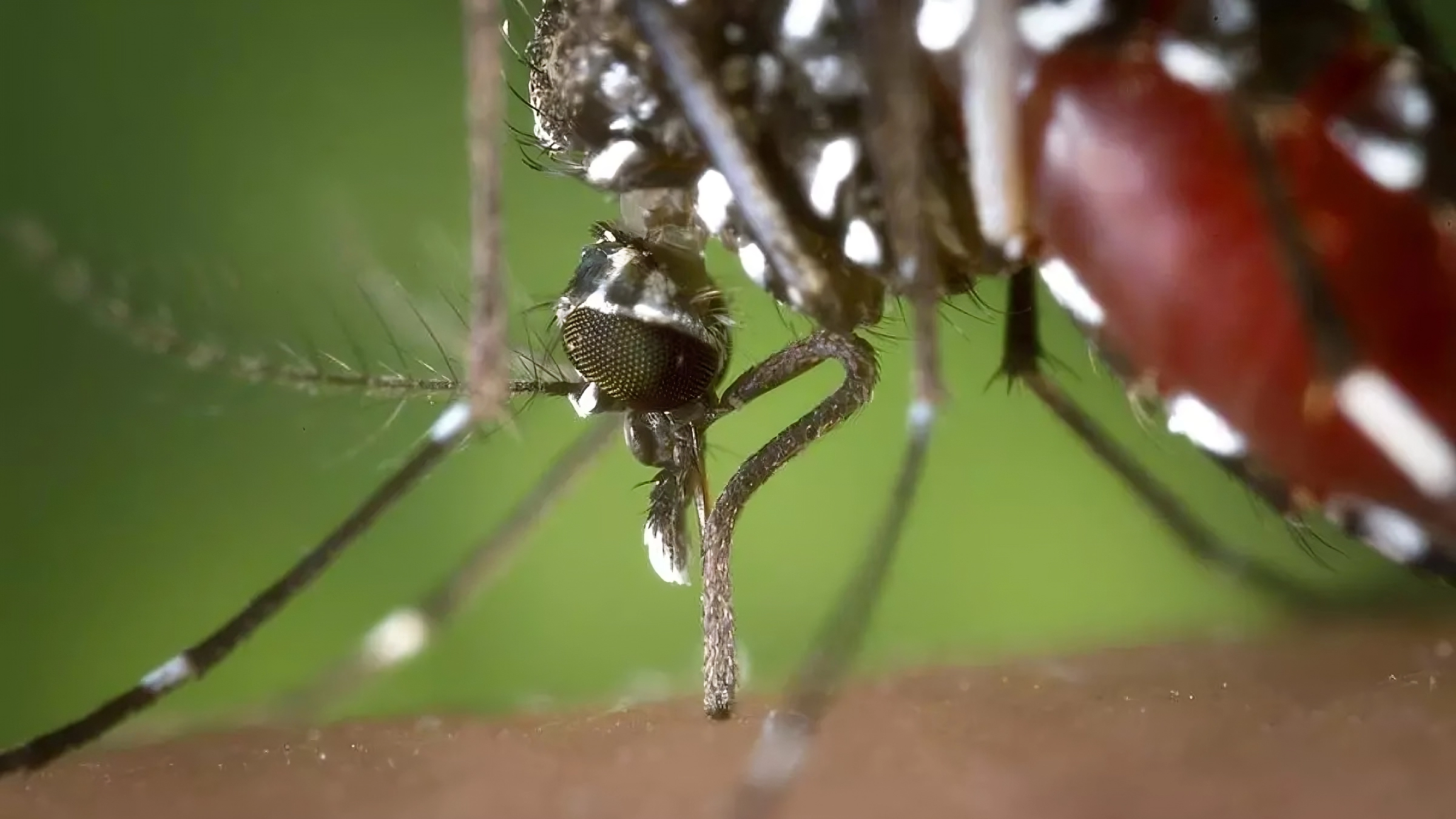 Mosquito transmisor del Virus del Nilo Occidental (VNO)