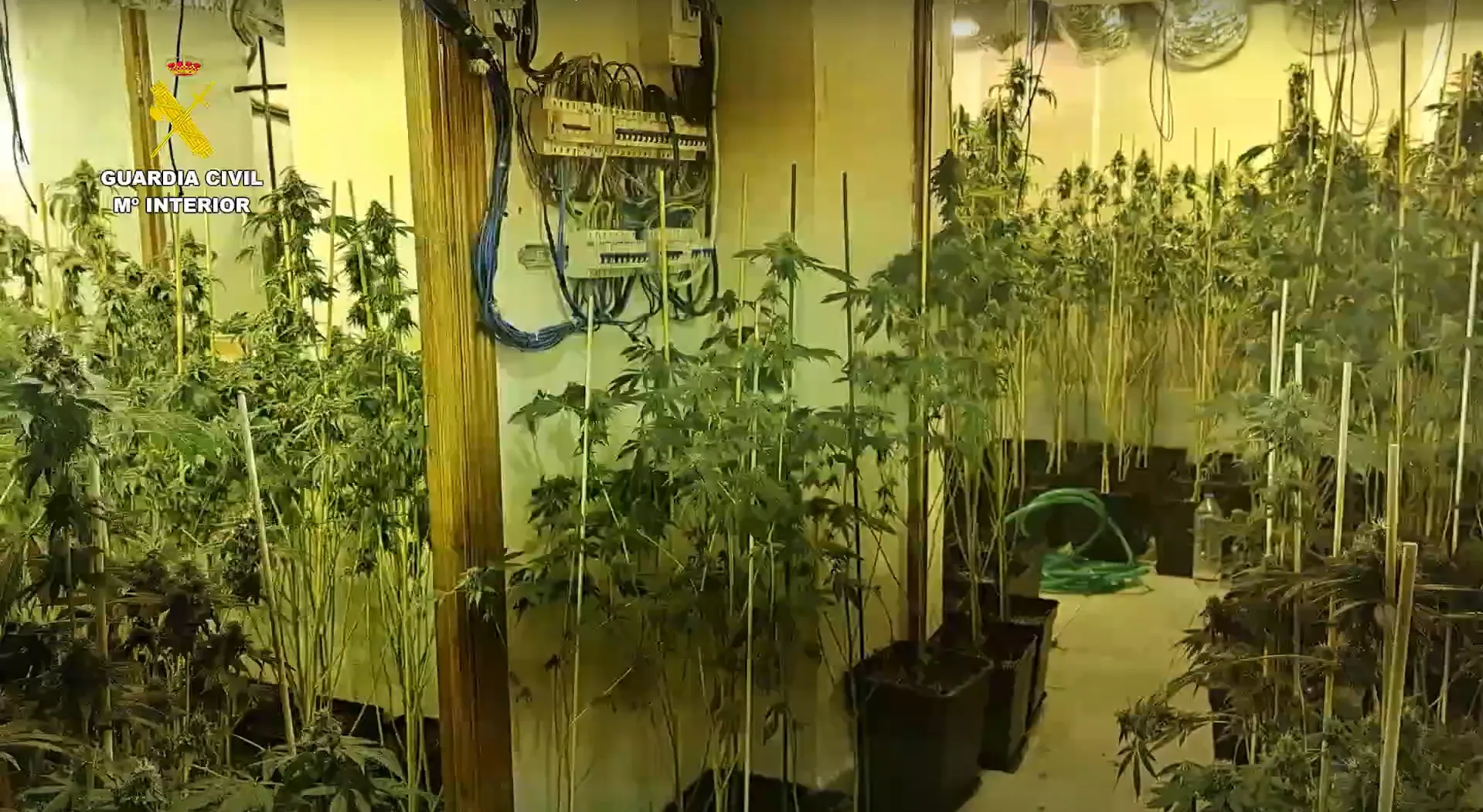 Plantación de Marihuana en Bujalance. Foto: GC