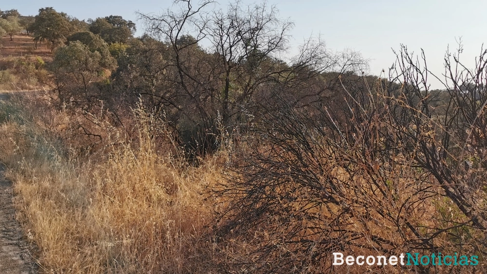 zona quemada sierra montoro hace unos años (4)