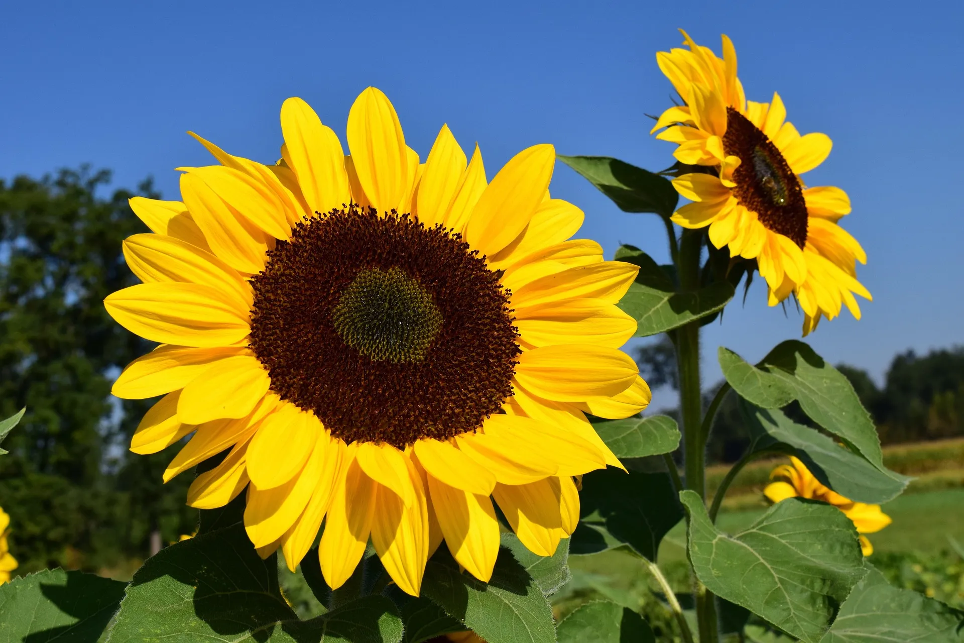 La campaña de girasol gira en valores aceptables pero sin cumplir las expectativas iniciales